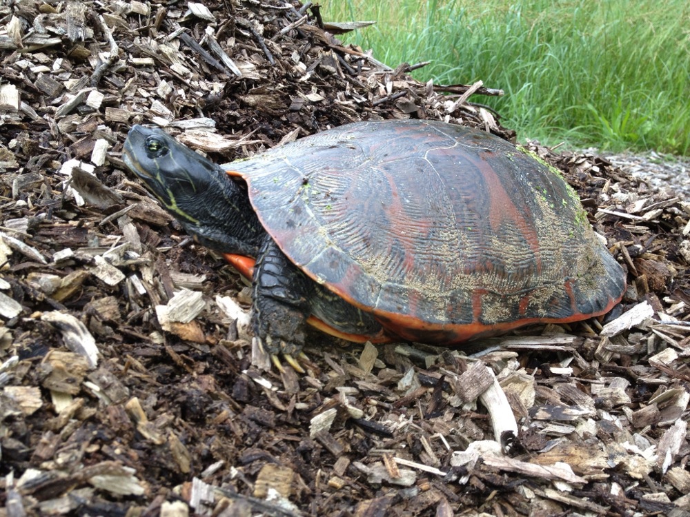 Opponents say development would harm creatures like this rare red-bellied turtle. Photo by Heinz manager Gary Stolz 