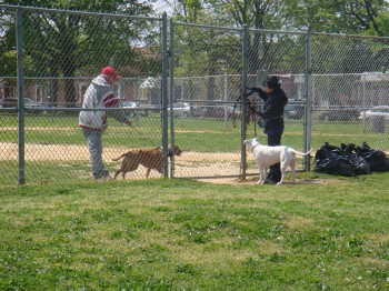 Lawncrest dog owner Kris Cheung (right) takes her dog to the unofficial dog park in Lawncrest. Photo/Maryline Dossou