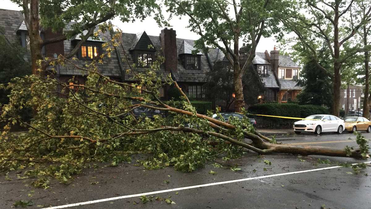 Downed Trees in East Falls/Brian Hickey, WHYY