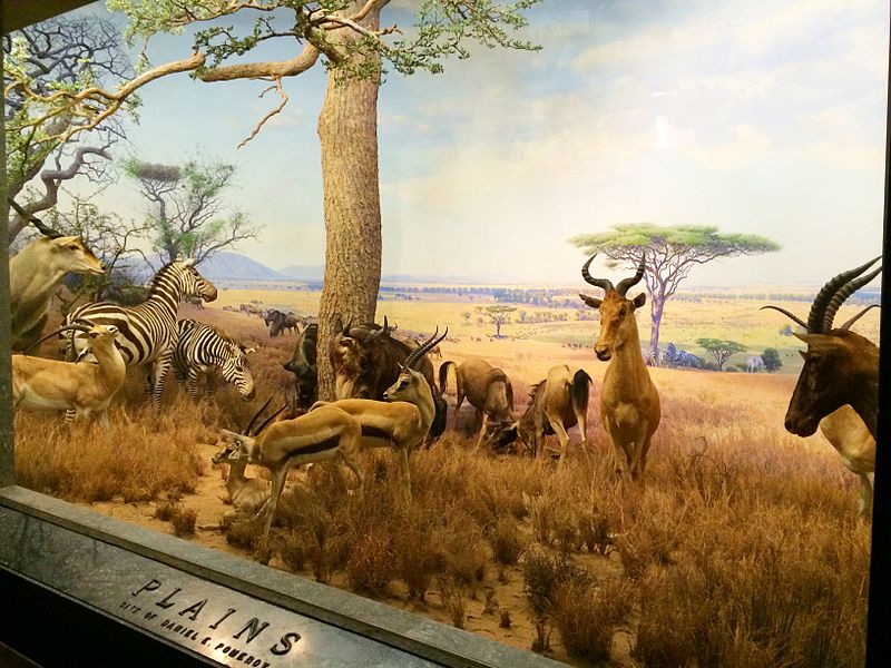  Plains diorama Akeley Hall of African Mammals, American Museum of Natural History