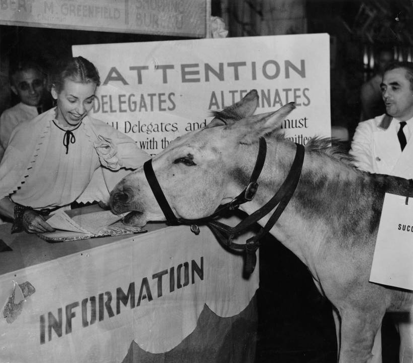 Democratic Donkey greeted at 1936 convention as it eats information desk paperwork. | Special Collections Research Center, Temple University Libraries, Philadelphia, PA