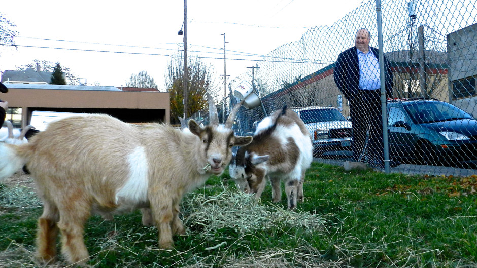 Portland goats