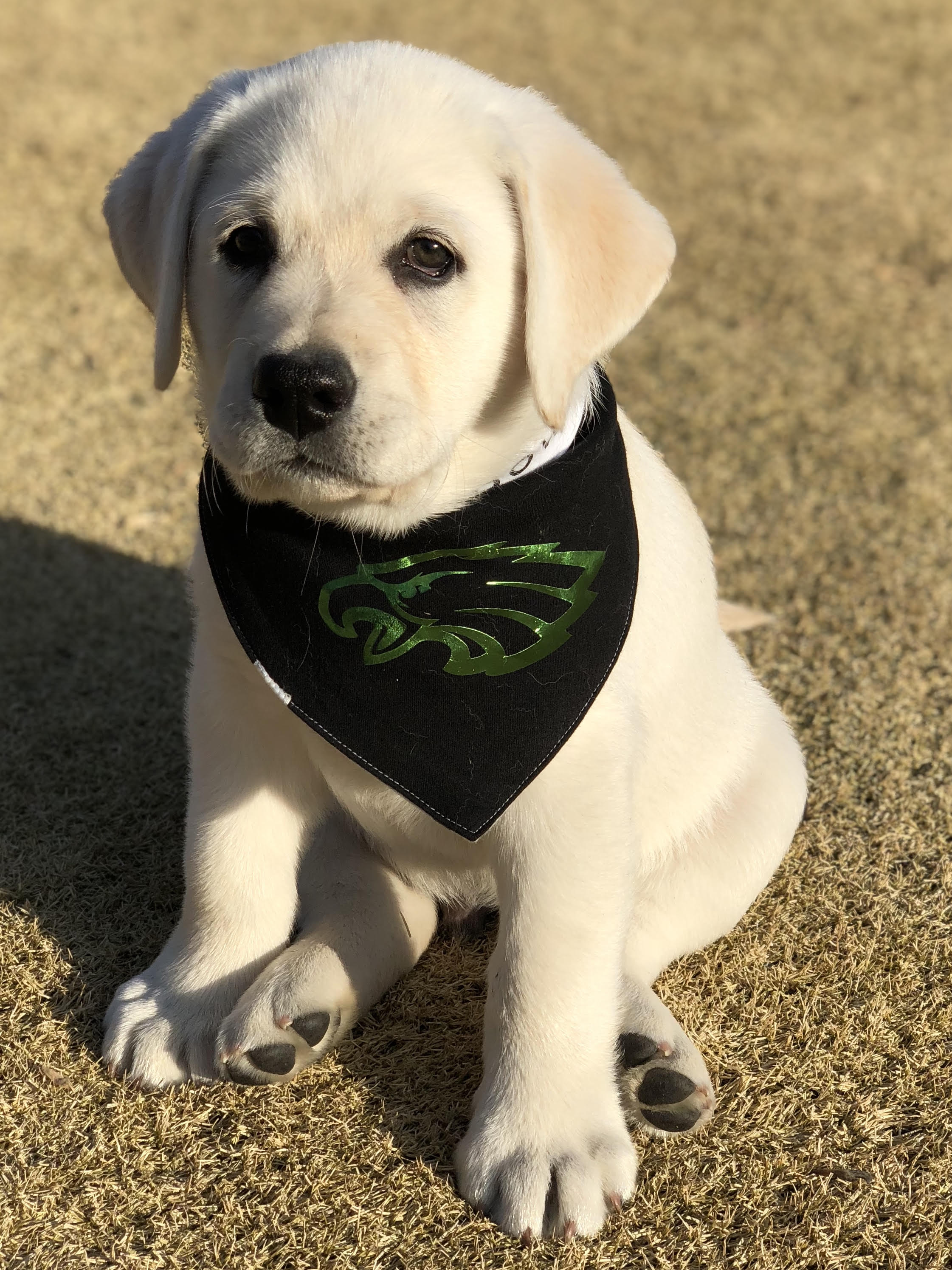 10-week old Bowie digs the Eagles and wears a wee little bib bc he is a puppy. Credit: Queenie's Pets.