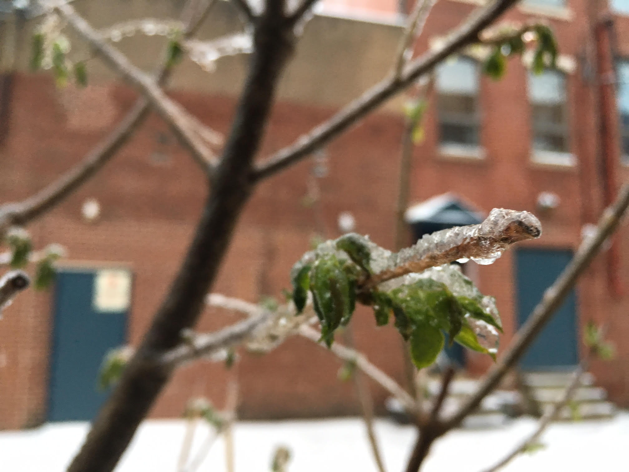 ice covered tree, March 2017