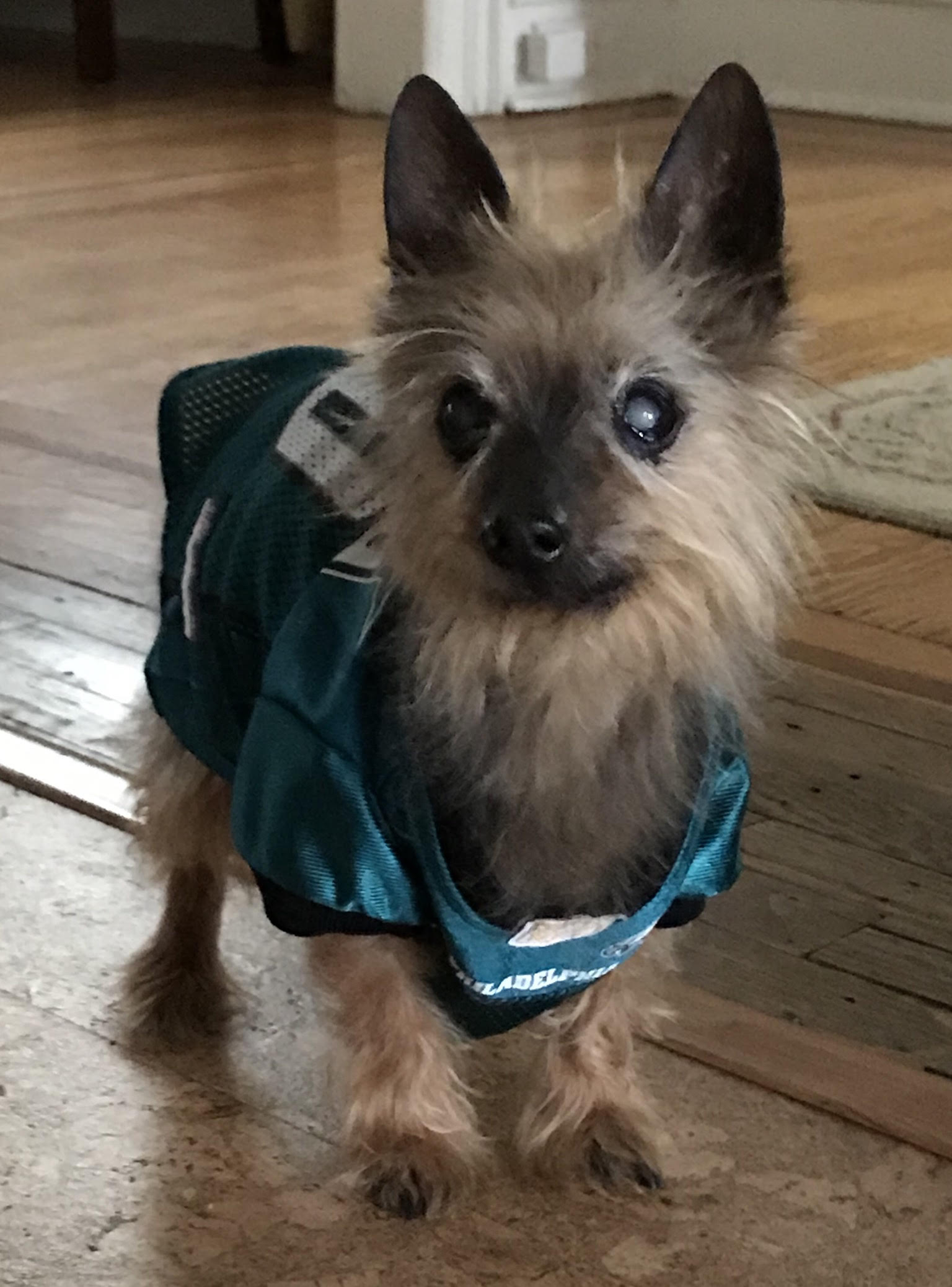 Lulu in Chestnut Hill wants to be held by Jason Kelce. She would look so tiny in his arms! Credit: Queenie's Pets.