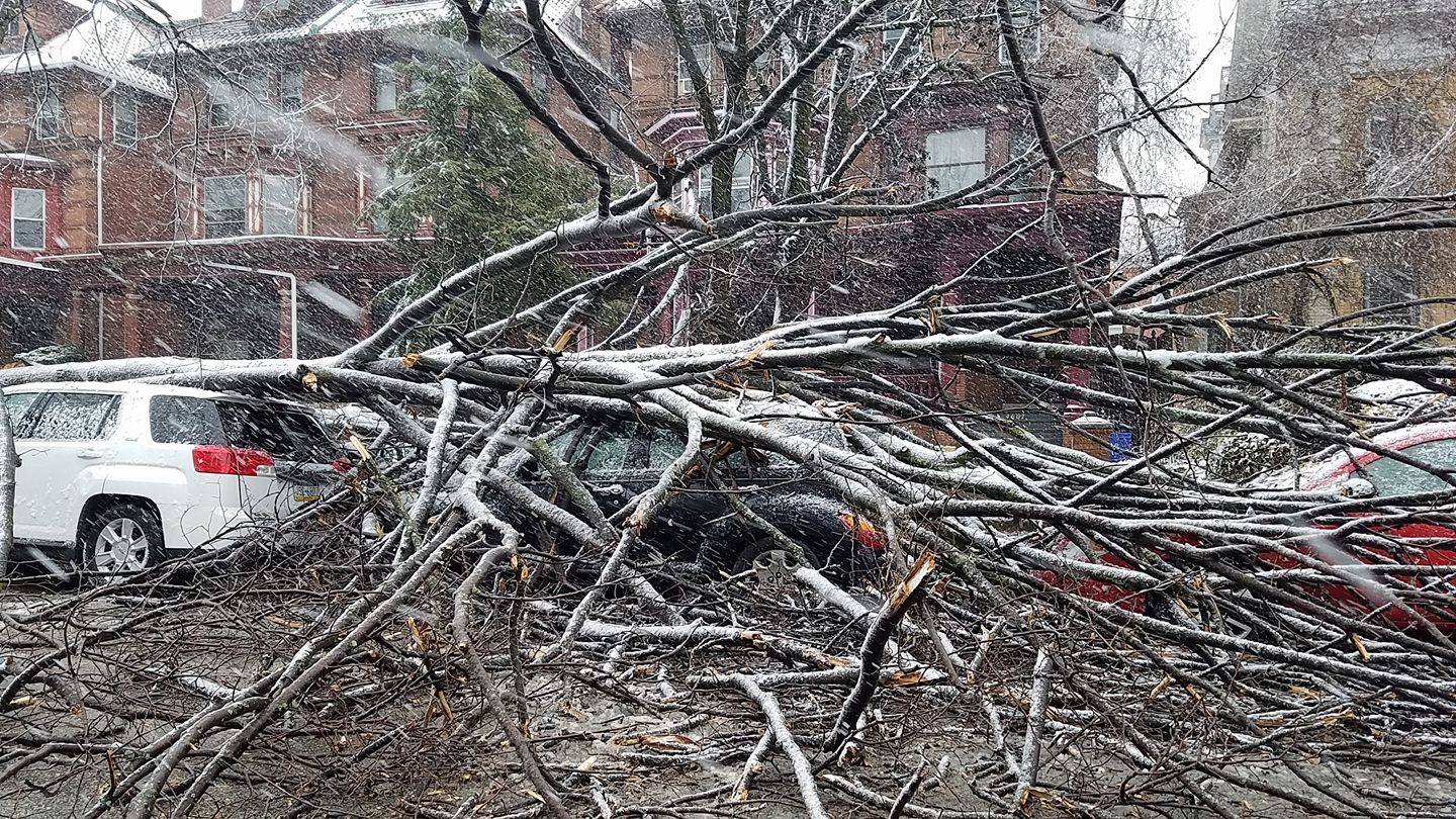 Nor’easter winds send a tree branch in West Philly into three parked cars. Credit: Romana Lee-Akiyama
