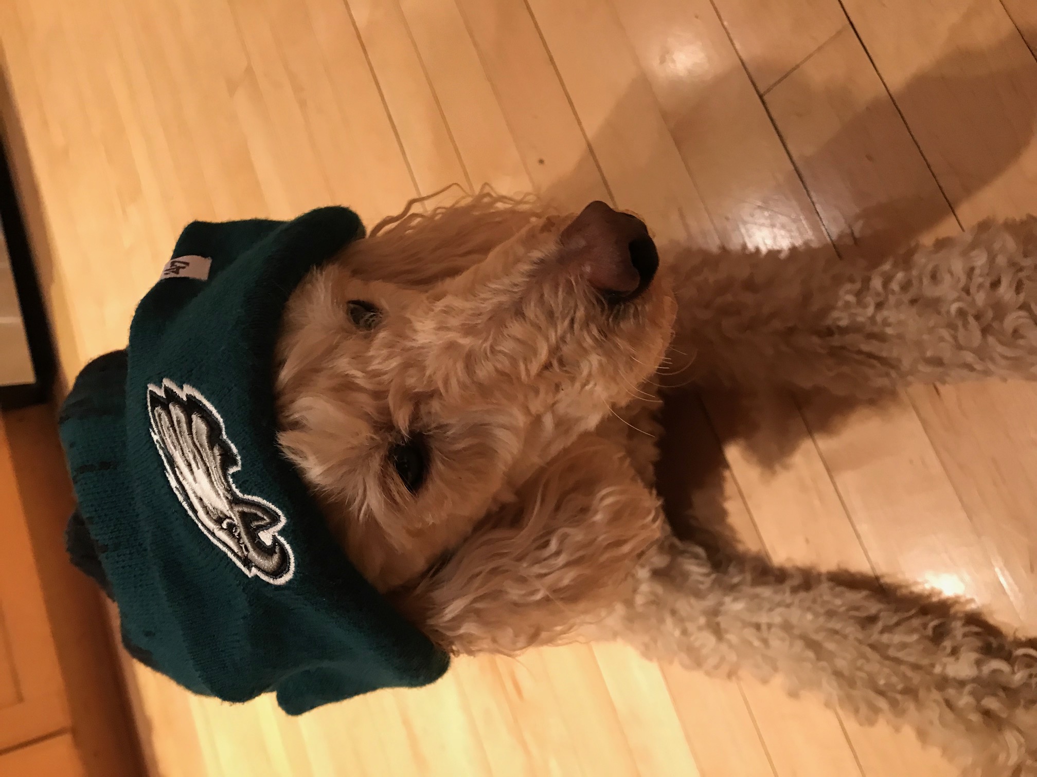 Tucker is a fan, he wants everyone to know. Credit: Queenie's Pets.