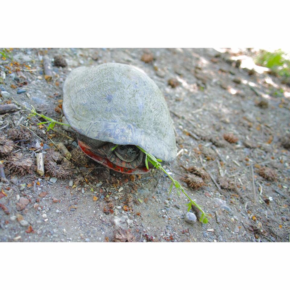 Turtle at John Heinz National Wildlife Refuge at Tinicum. Credit: Wo Jo Photos.