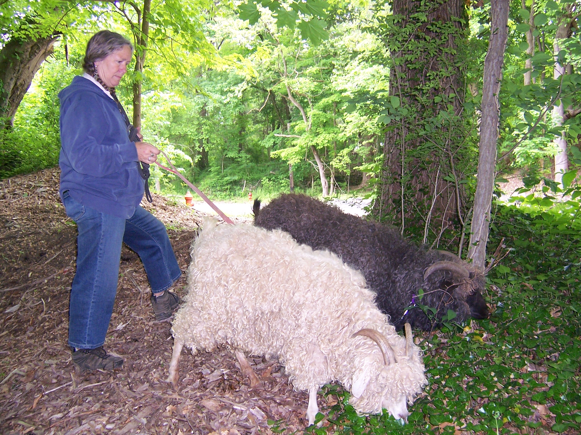 Yvonne Post with two of her Angora goats