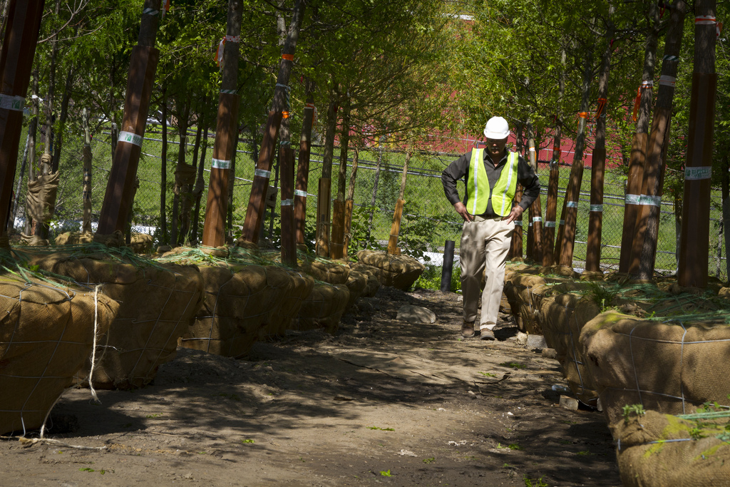 Senior Project Manager Mark Breitenbach inspects trees that are now planted at Penn