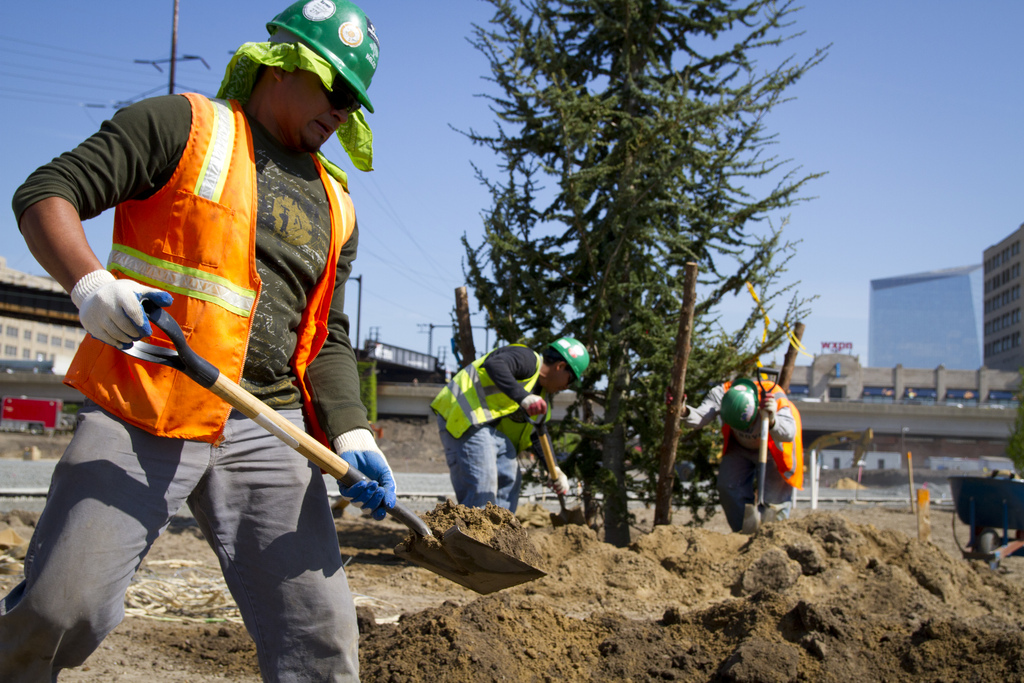 Workers planting trees