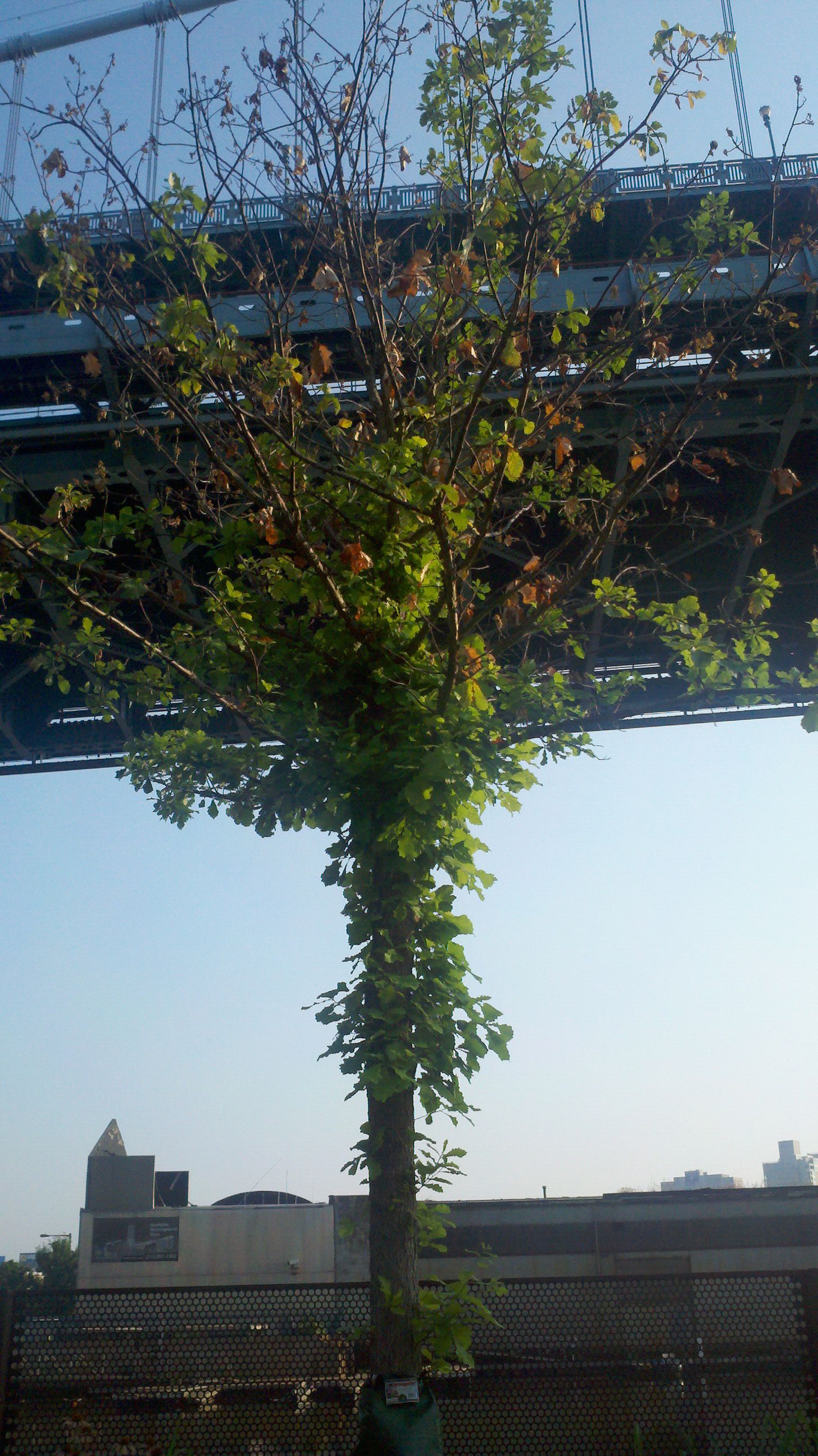Stressed Race Street Pier trees have re-leafed