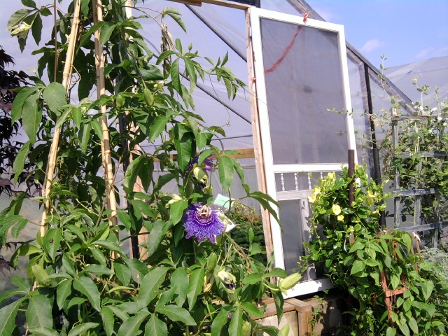 A passion flower grows near a Greensgrow greenhouse