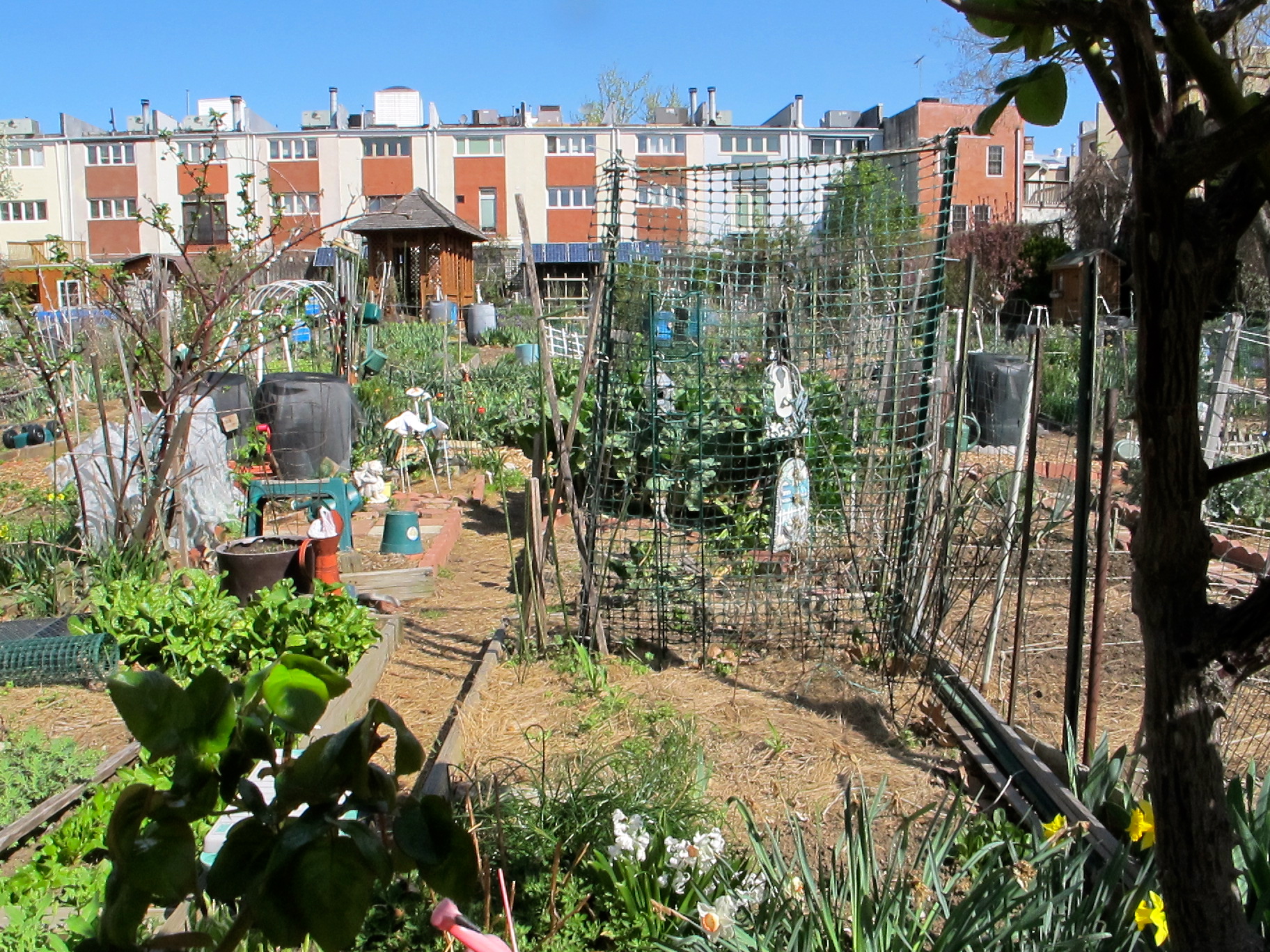 Southwark Queen Village Community Garden