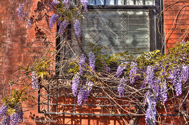 Wiisteria | Rob Lybeck, Eyes on the Street Flickr group