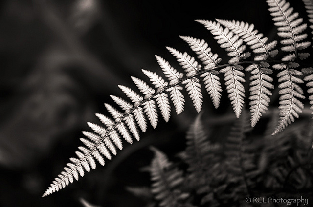 Ghost Fern | Rob Lybeck, Eyes on the Street Flickr group
