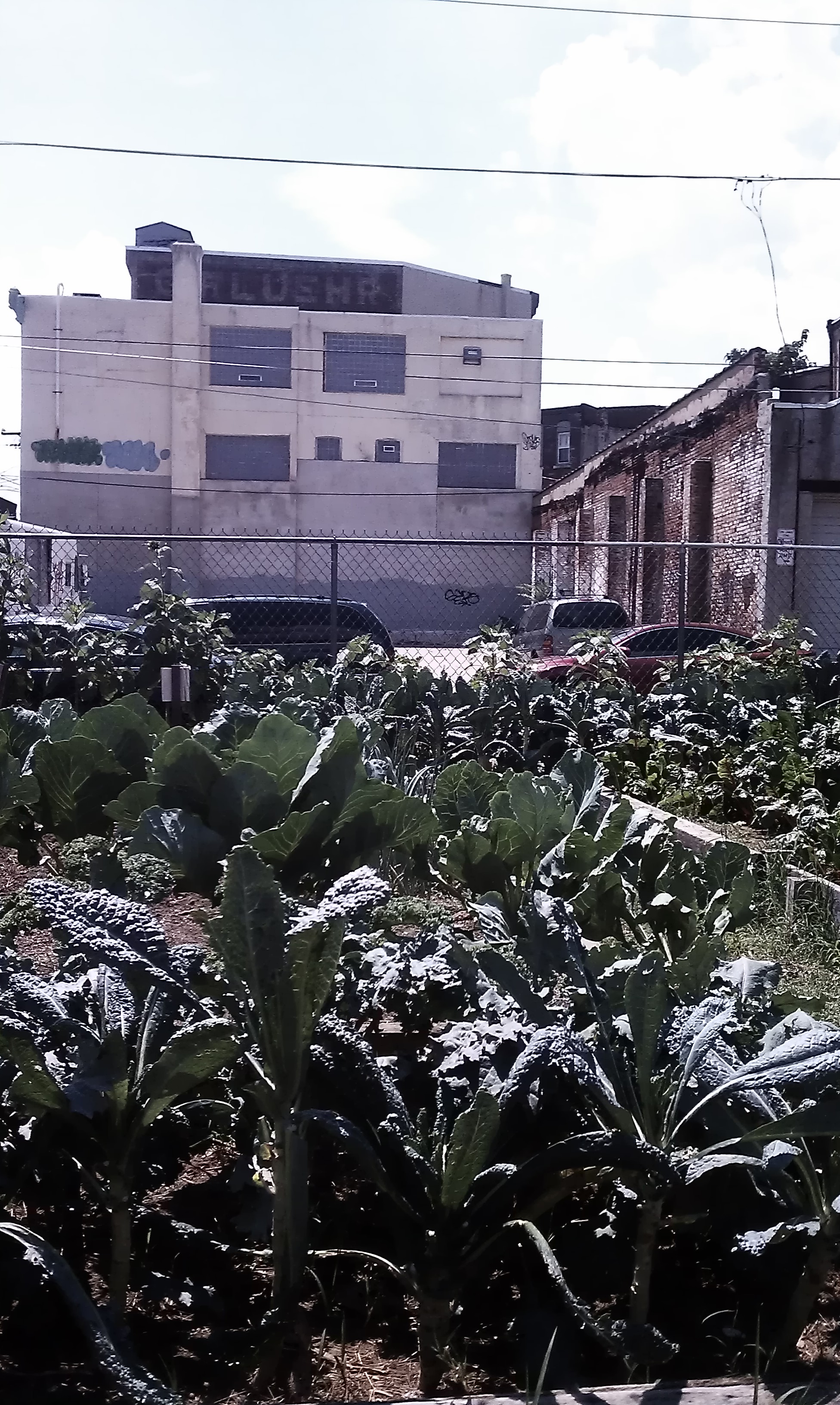 Emerald Street Urban Farm, Kensington | credit: Todd Henkin Emerald Street Urban Farm, Kensington | credit: Todd Henkin