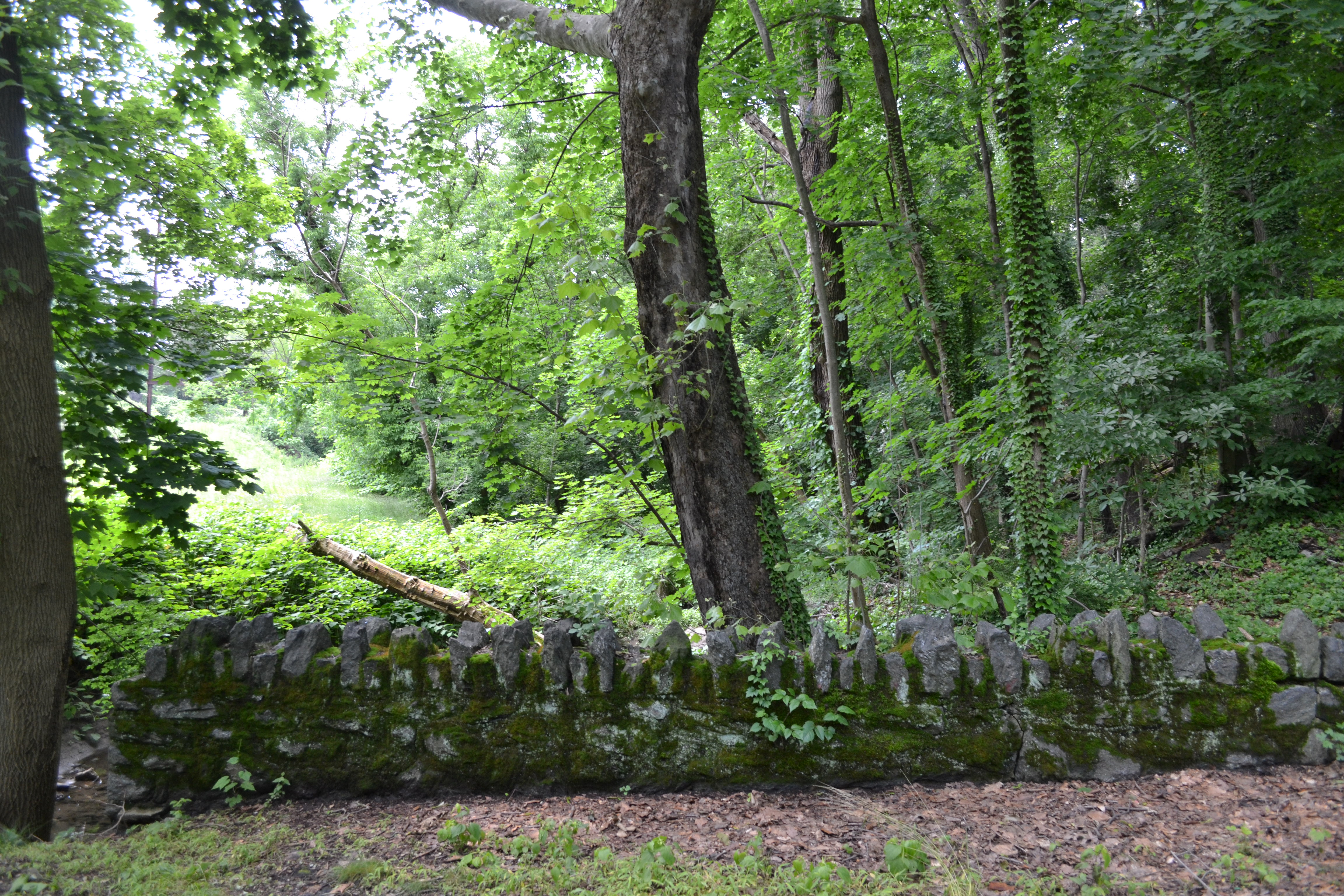 An old bridge across Vine Creek hides in a shady area next to the trail