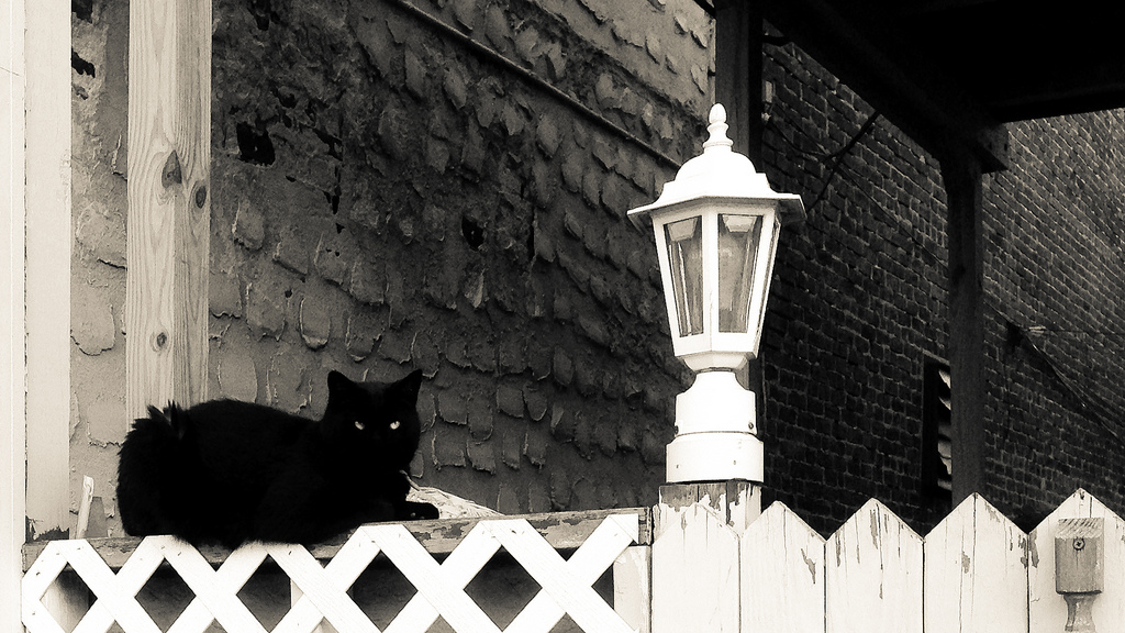 Black cat on a ledge