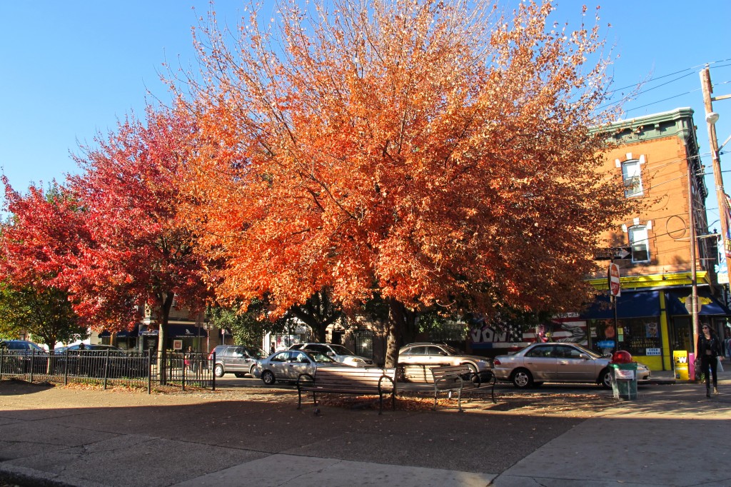 Fall color, 4th and Bainbridge. | join EOTS on Flickr
