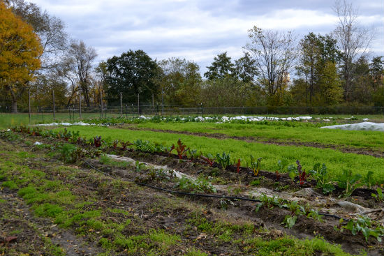 In its first year, the farm produced approximately 6,500 pounds of fresh food