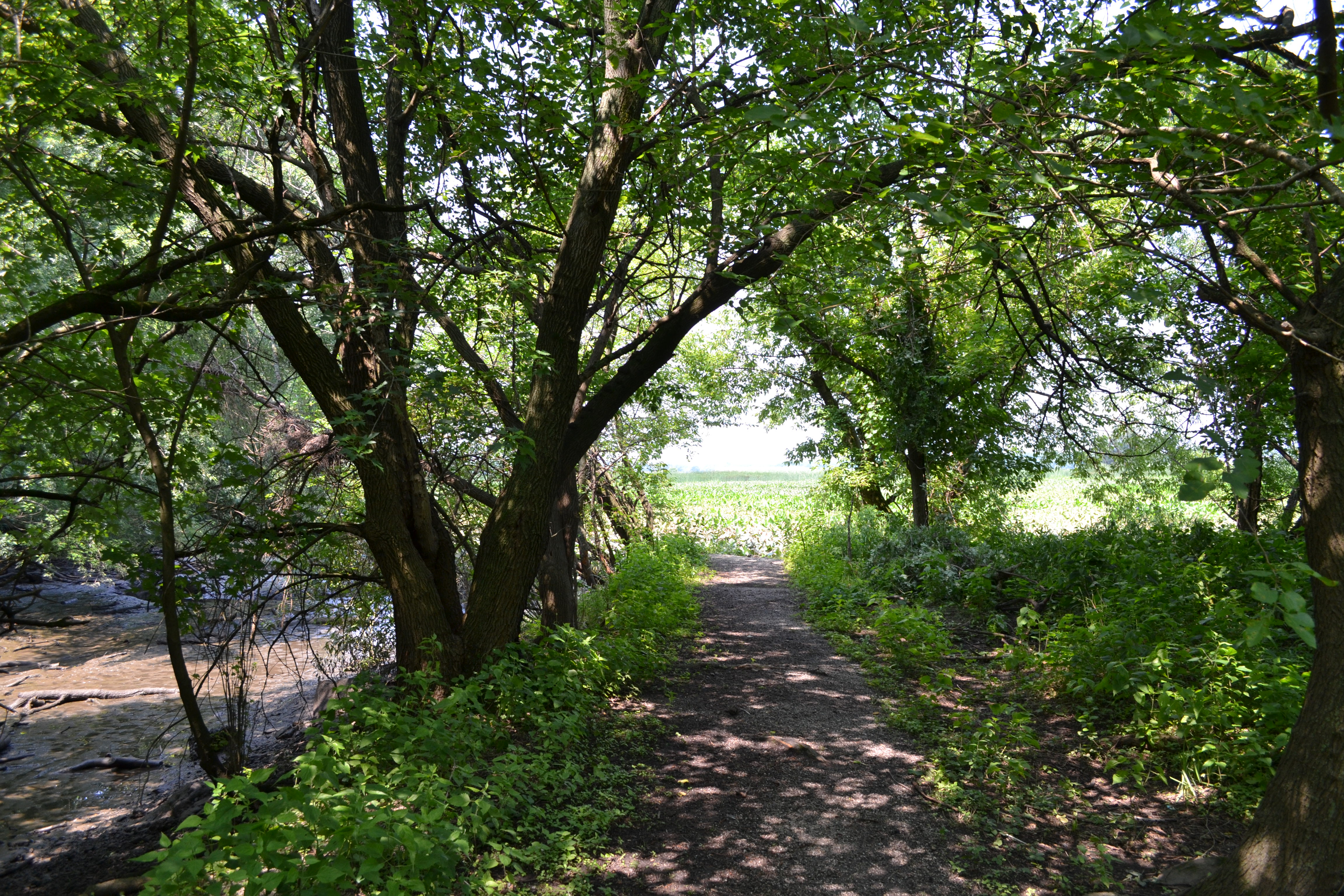 In some places shady trails lead to the seemingly endless marsh