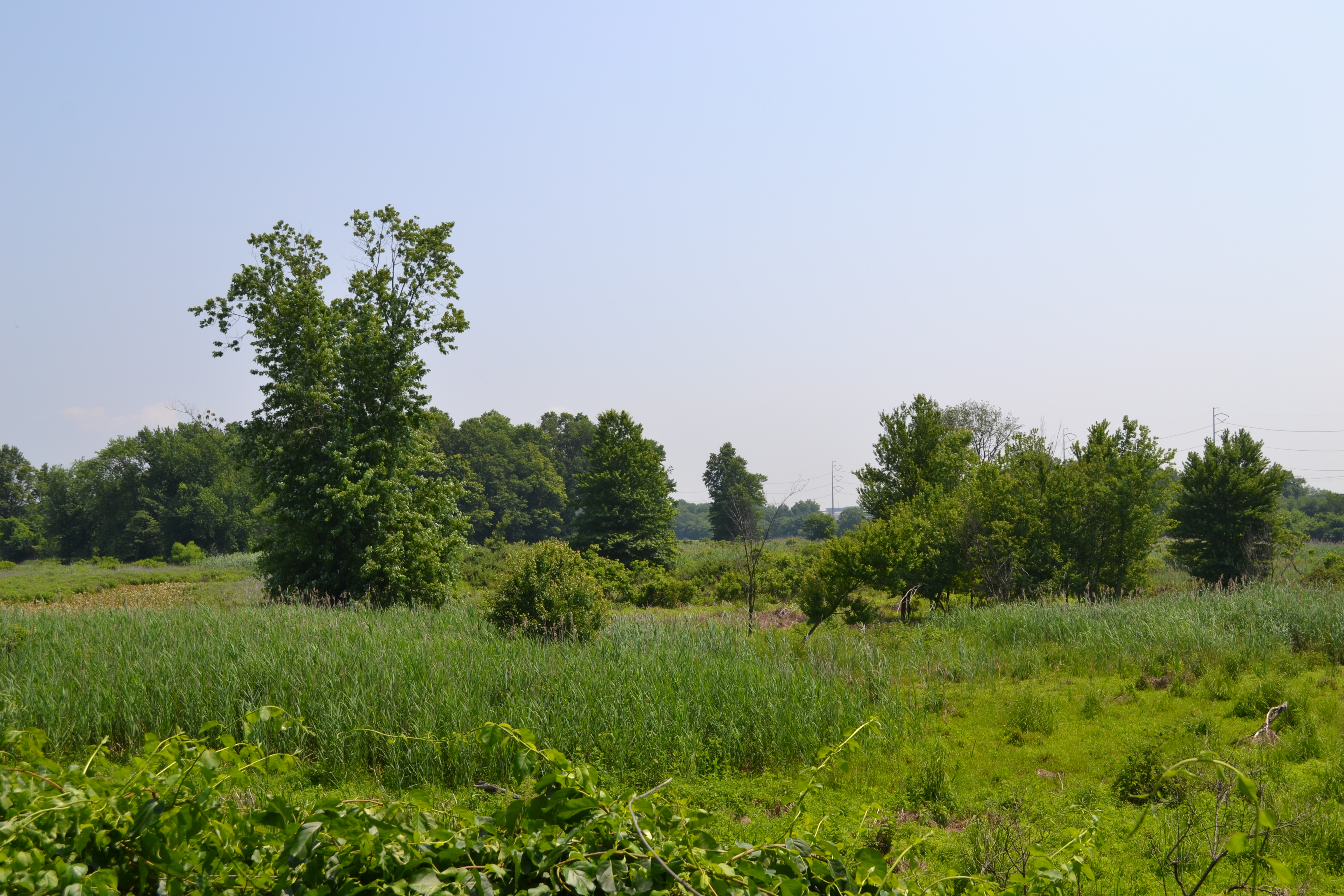 In total the refuge today is made of nearly 1,000 acres of woods, ponds, marsh and meadow