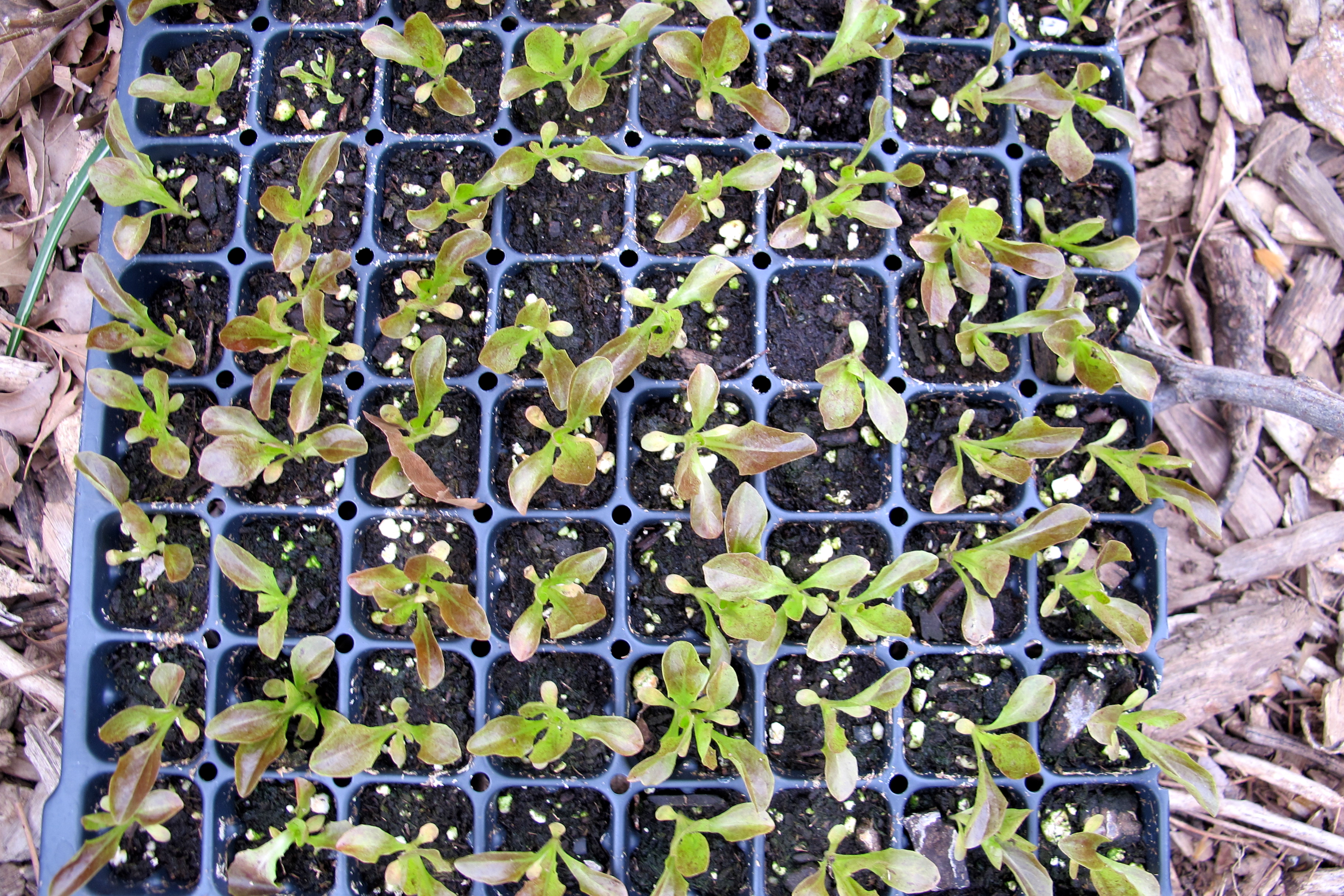 Lettuce seedlings from City Harvest waiting to be planted.