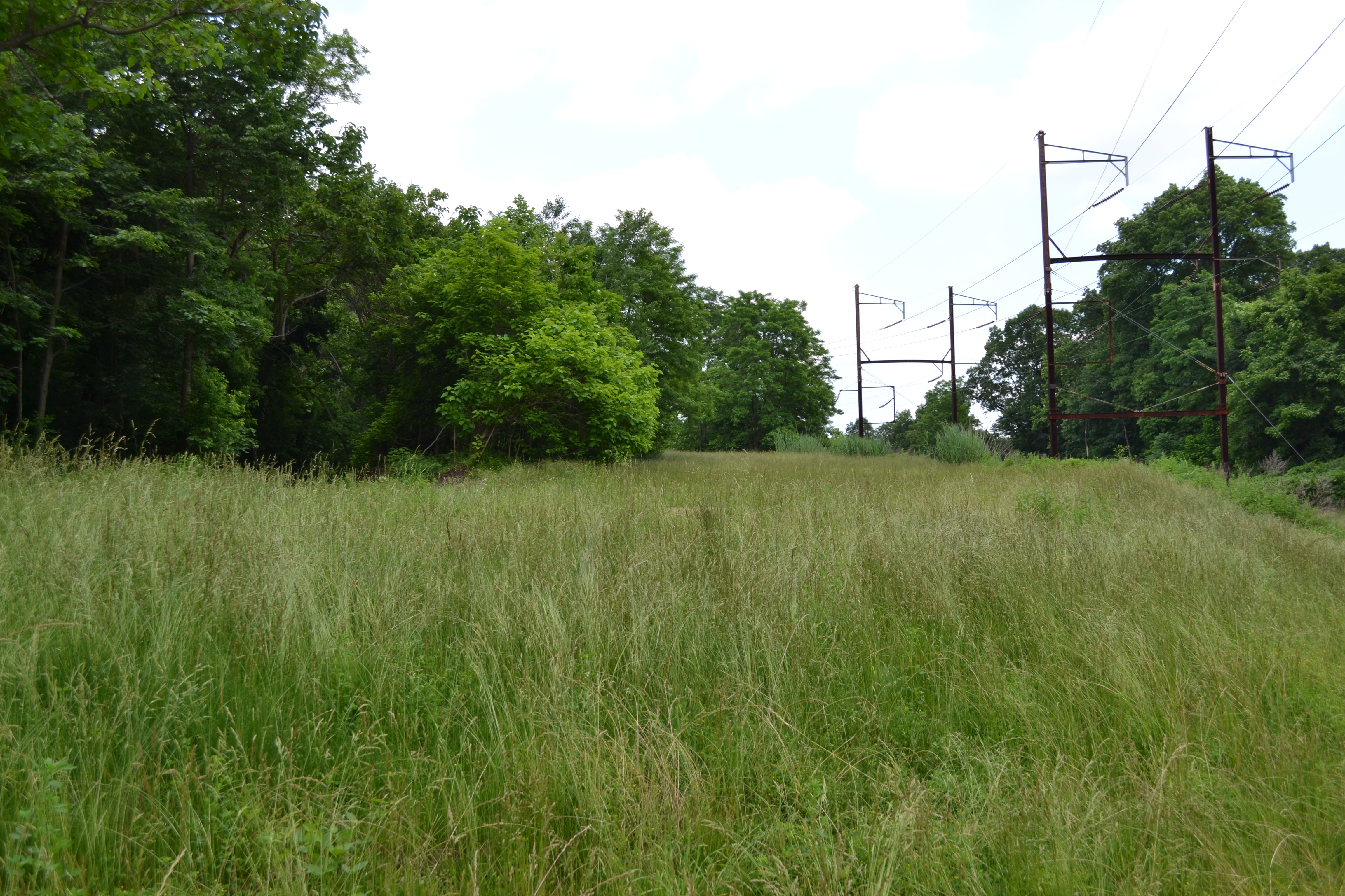 Much of the trail is planted with tall meadow grass