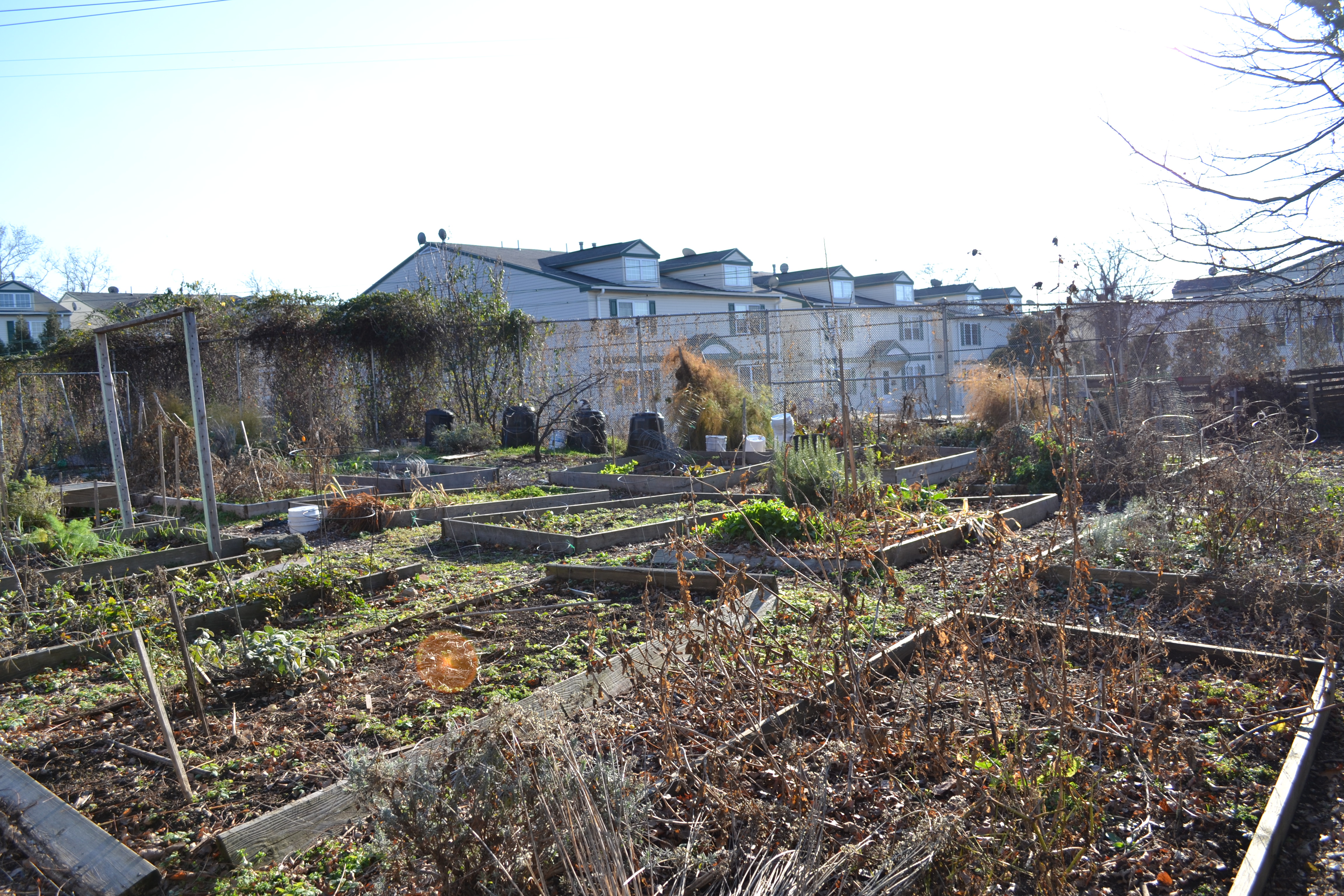 Even in its dormant, winter state, the St. Bernard plot is a crowded community garden.