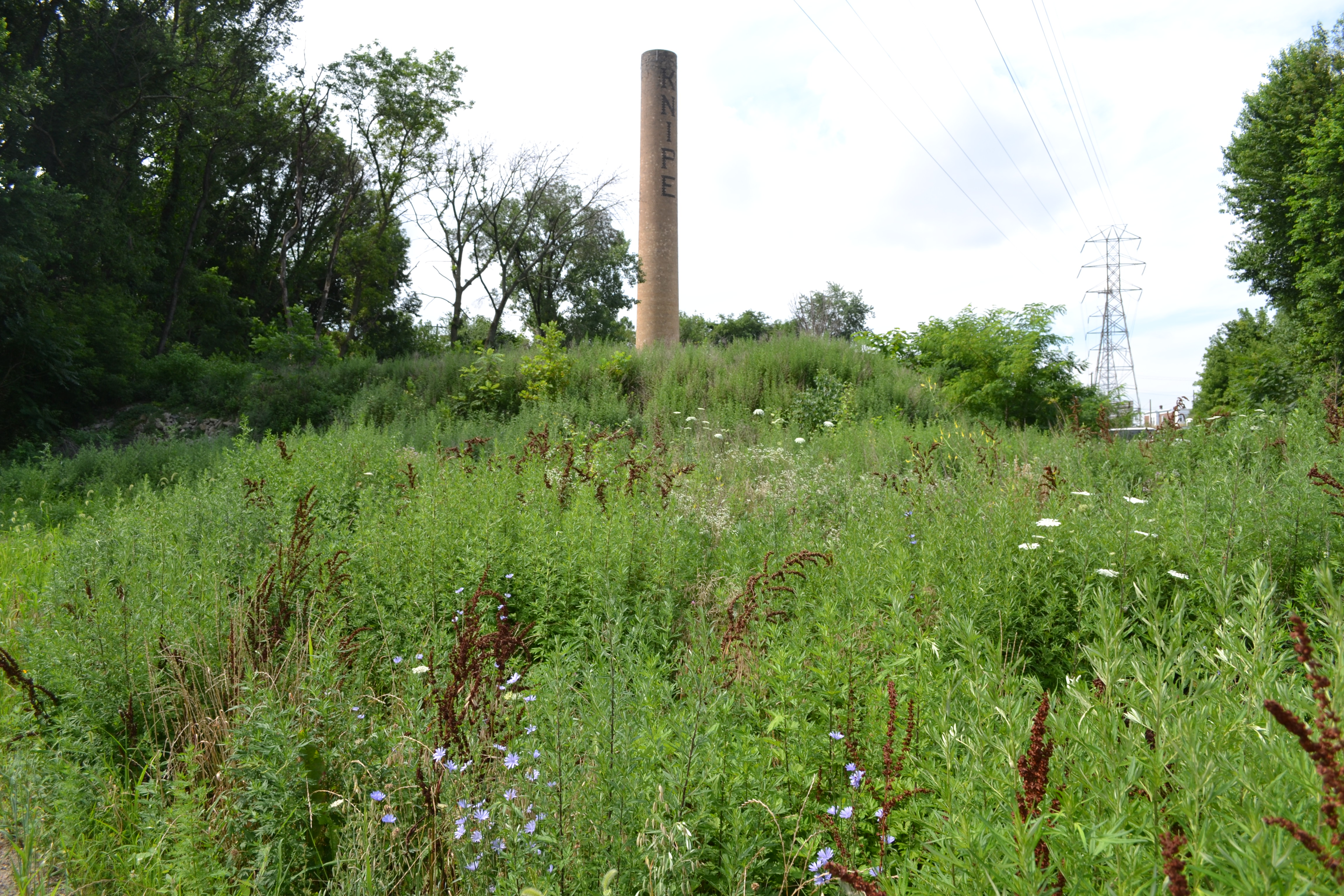 Tacony Creek Trail, The trail's meadows provide a prime habitat for birds and insects
