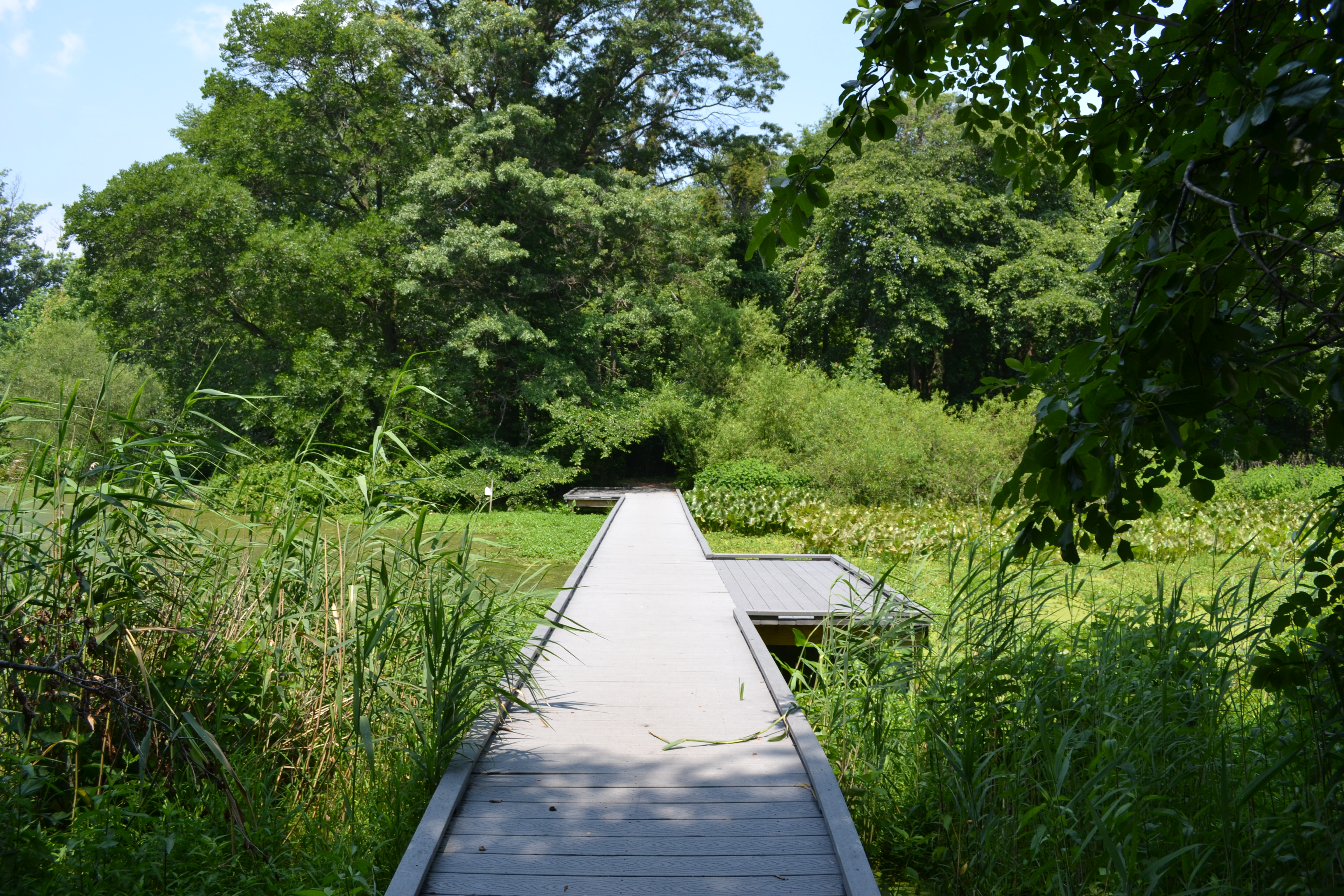 This boardwalk is handicap accessible and can be reached from the visitors center by wheelchair