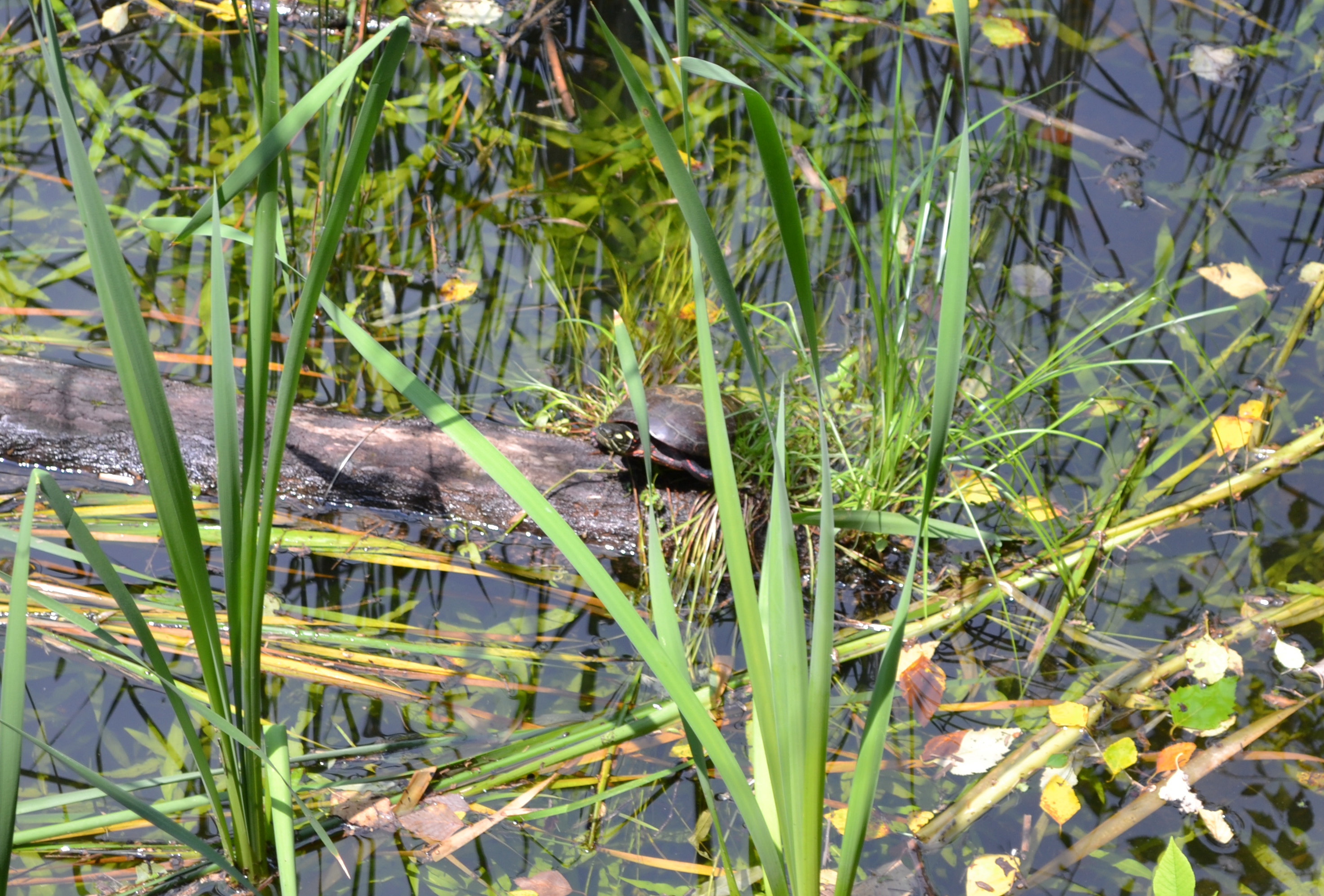 This turtle is one of the many critters that can be spotted from the Cusano Environmental Education Center