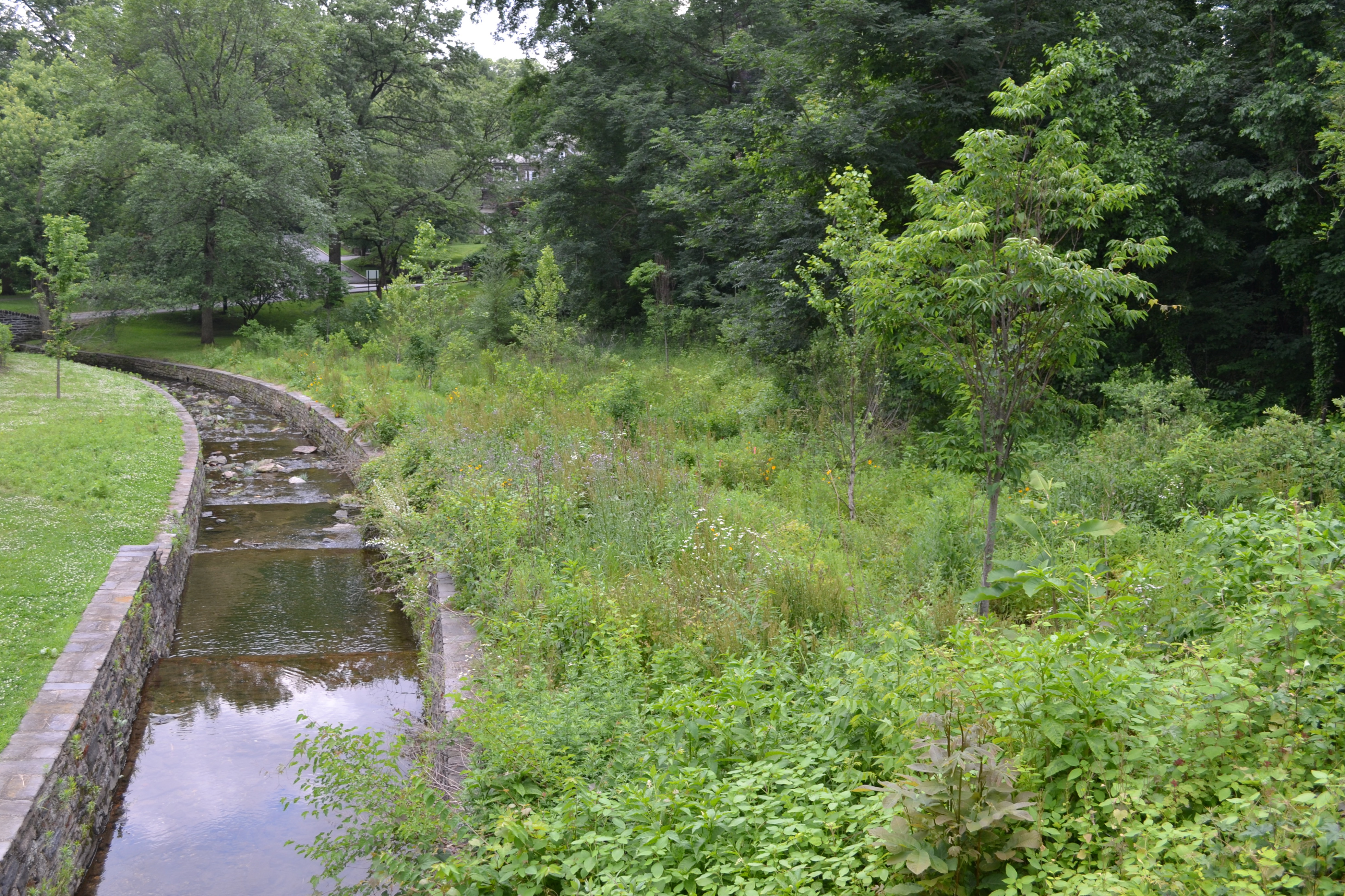 Vine Creek intersects with the trail at several points before it feeds into the Schuylkill River