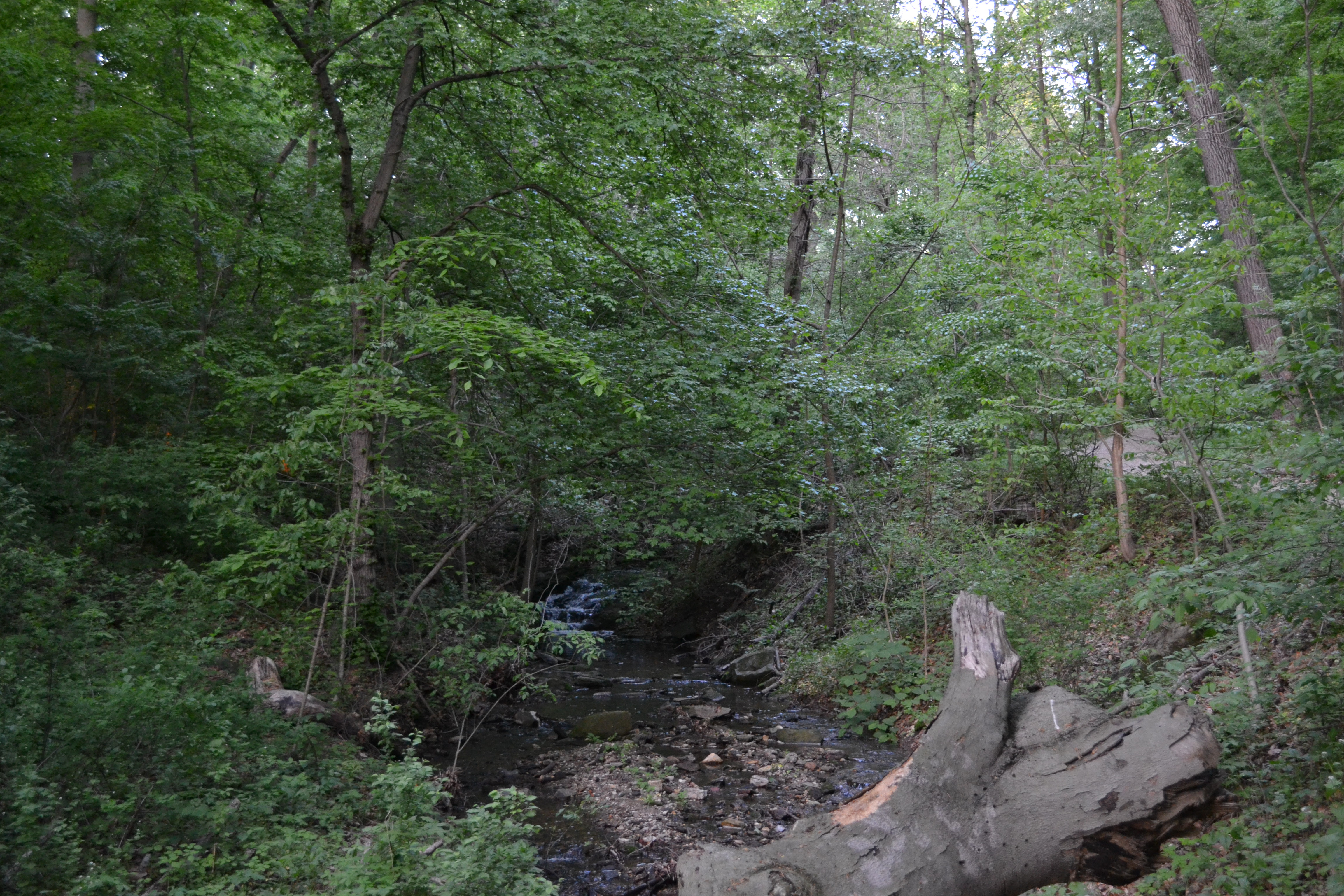 Boxers' Trail follows Randolph Creek to the Schuylkill River