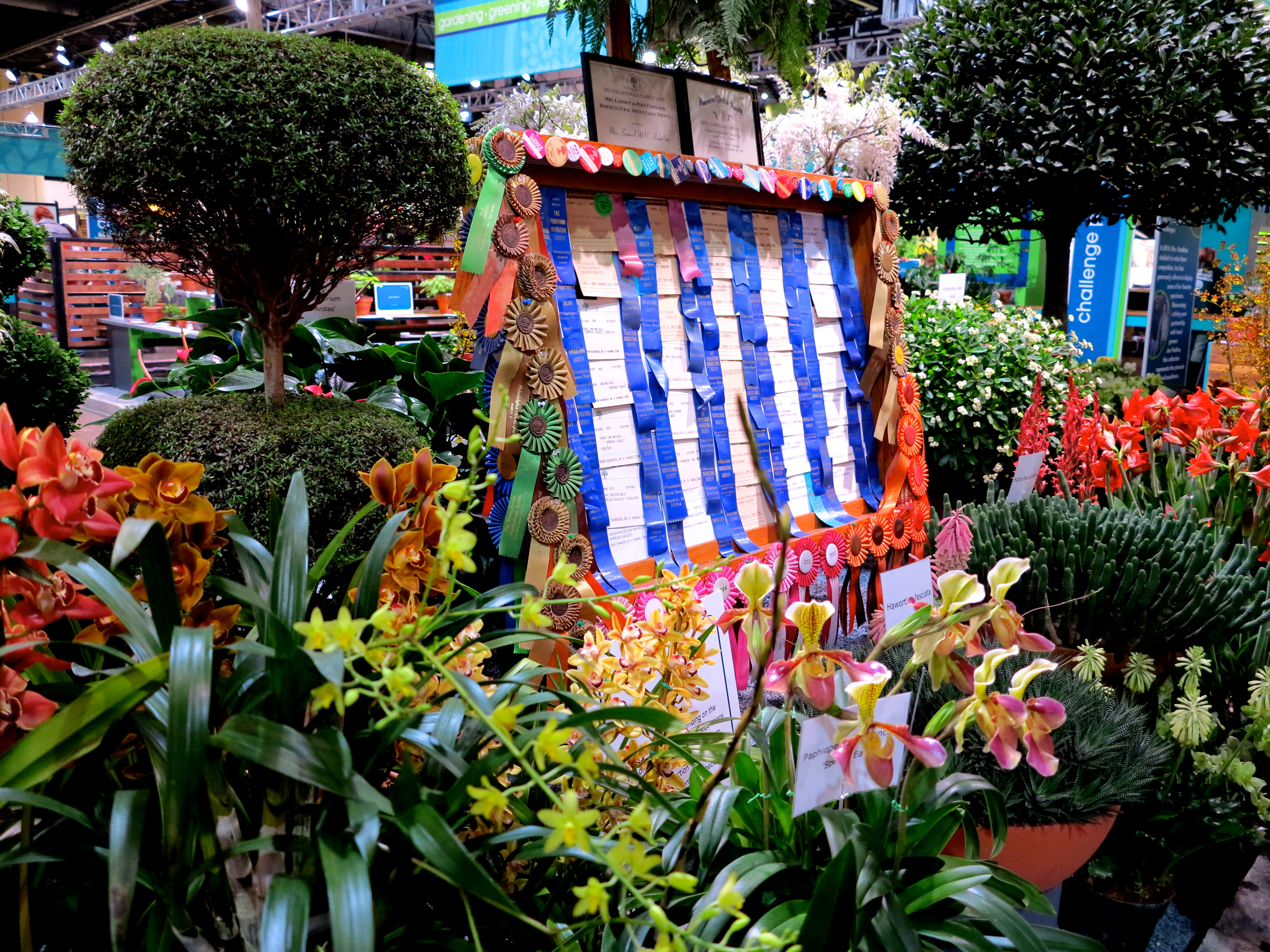 Dodo Hamilton display, Flower Show 2014