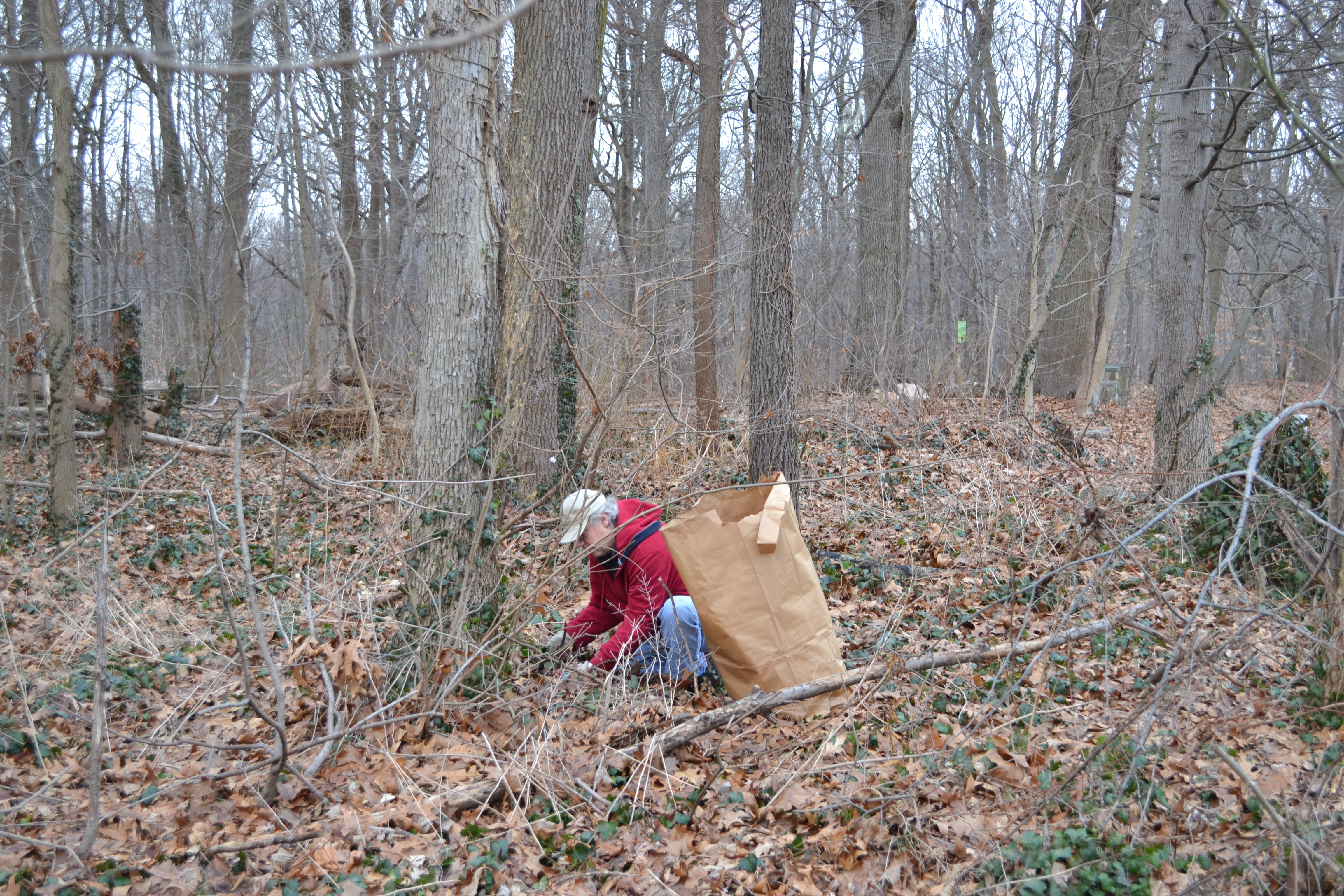 Friends of Carpenter's Woods cleanup