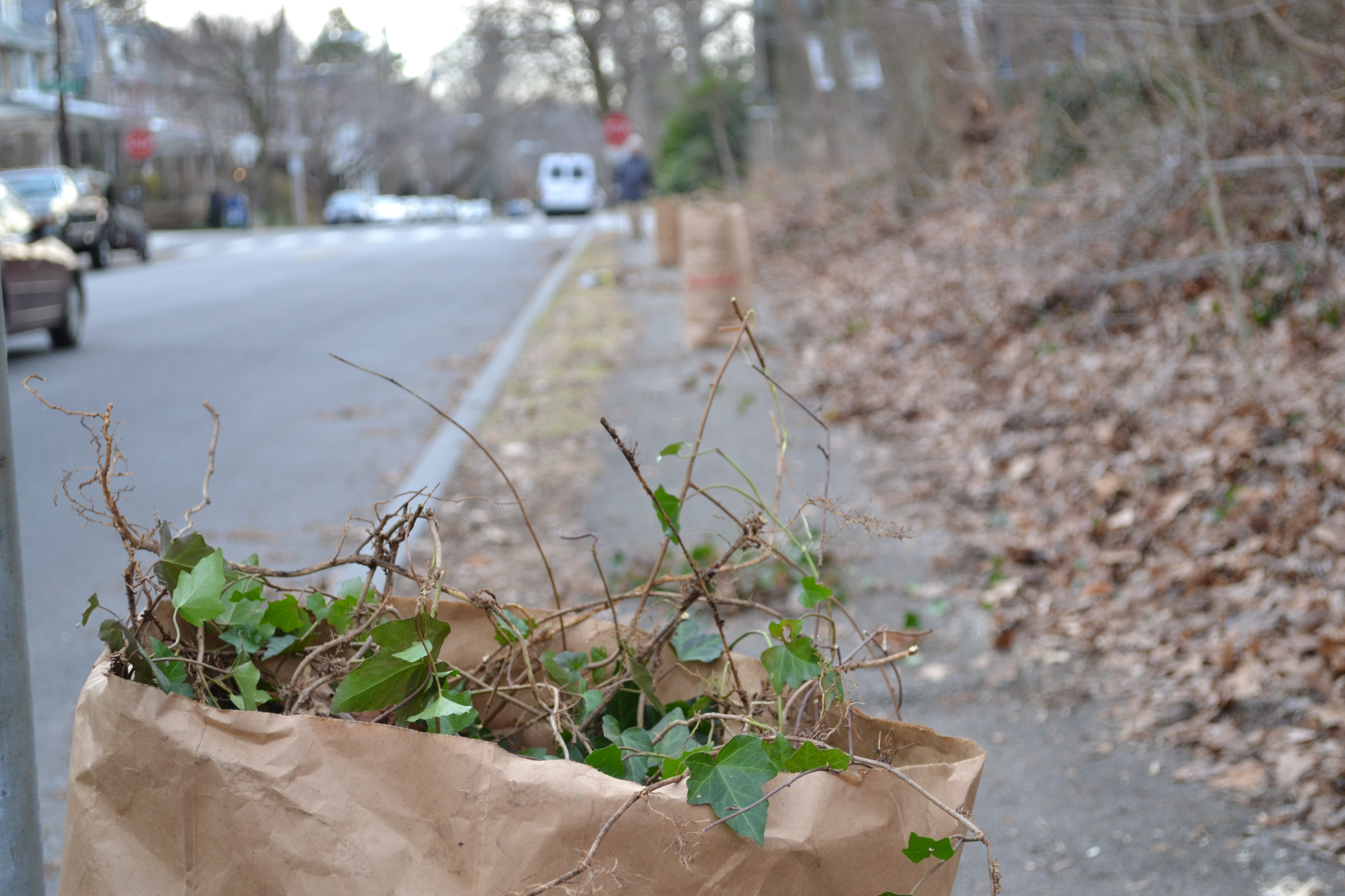 Friends of Carpenter's Woods cleanup