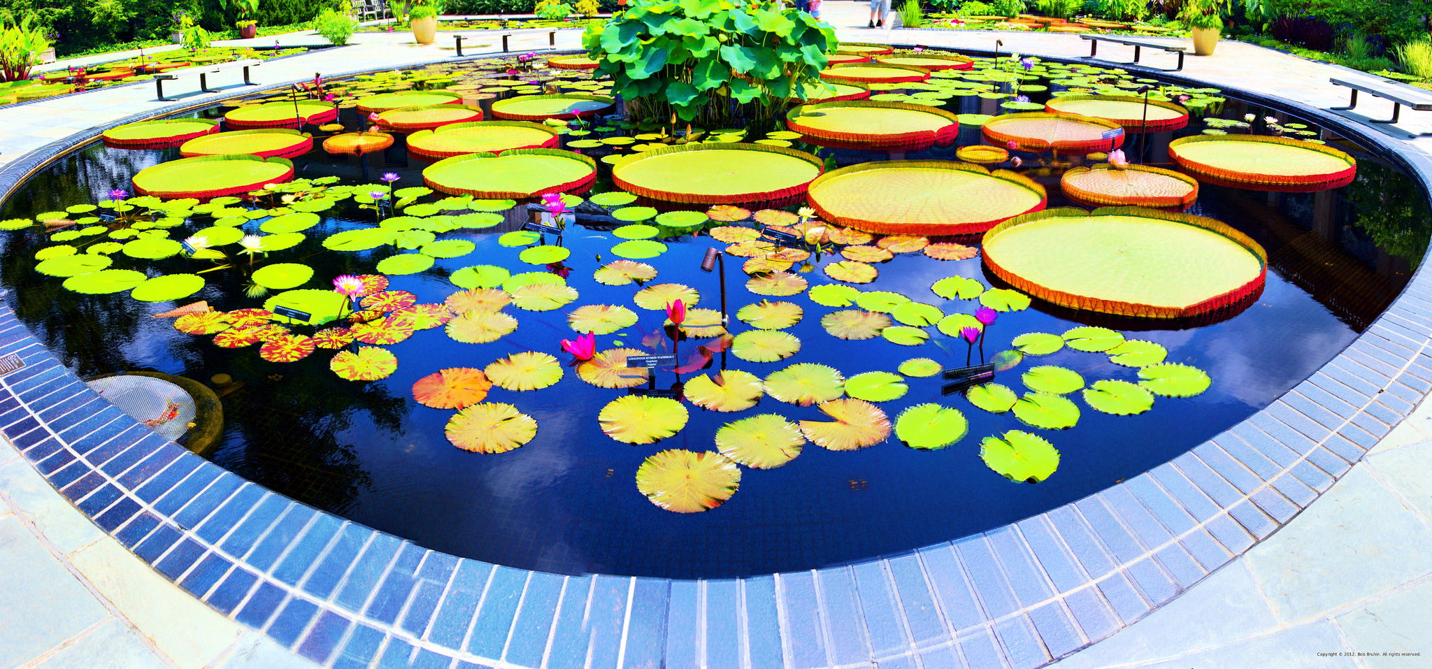 Lily Pond at Longwood Gardens, Photo by Bob Bruhin