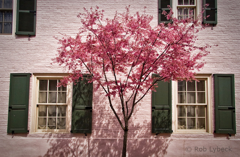 Pink on pink | Rob Lybeck, EOTS Flickr Group