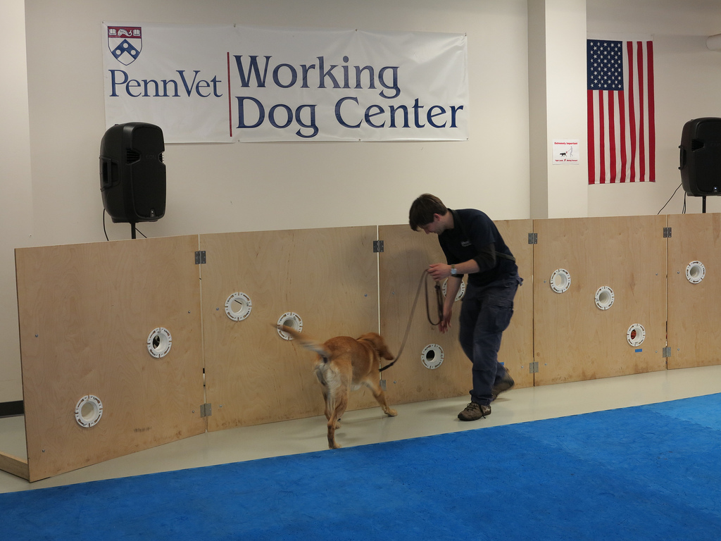 The dogs are being trained to detect everything from cancer to drugs and explosives using scent