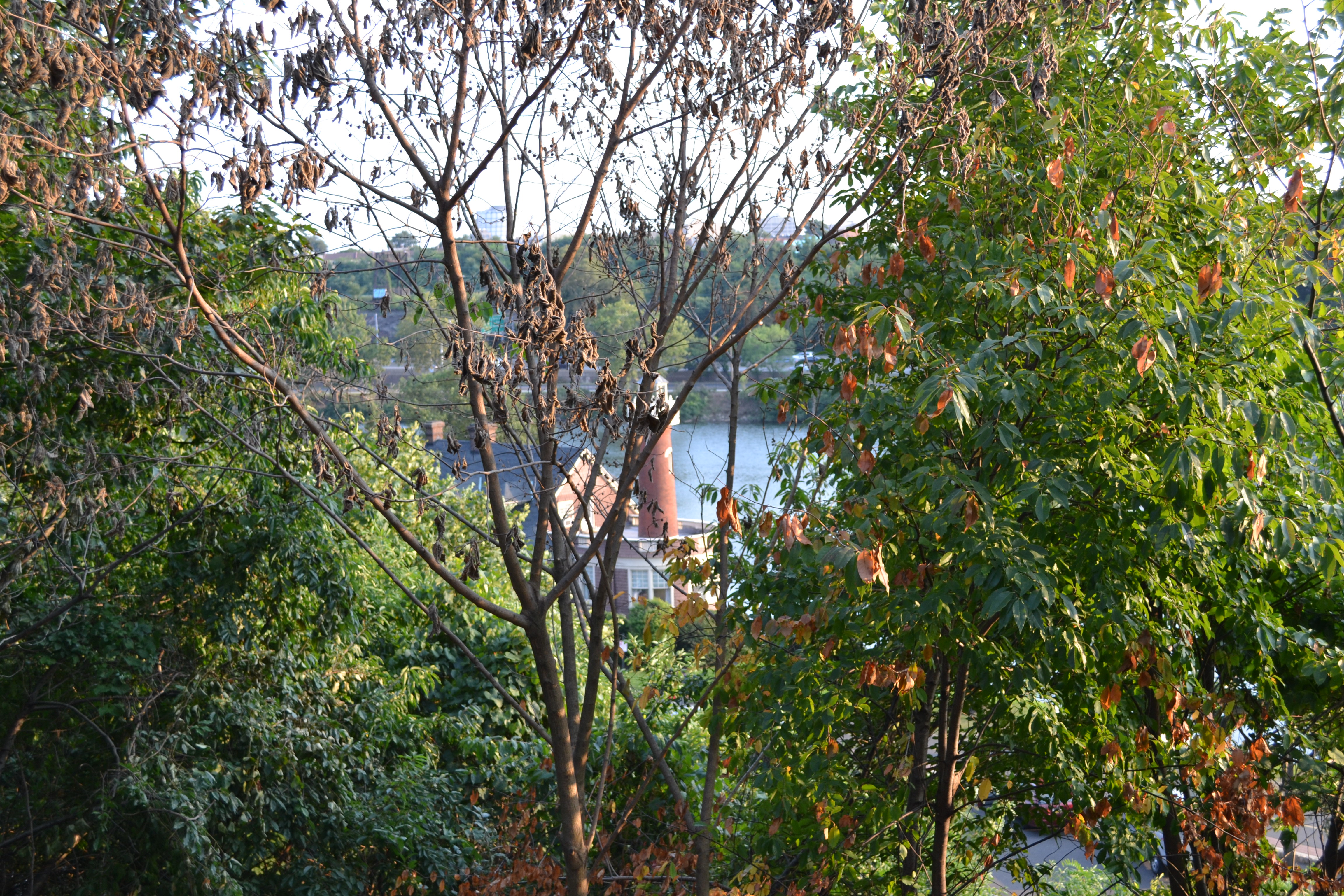 The gazebo was built to overlook the river, but at the moment overgrown trees block the view