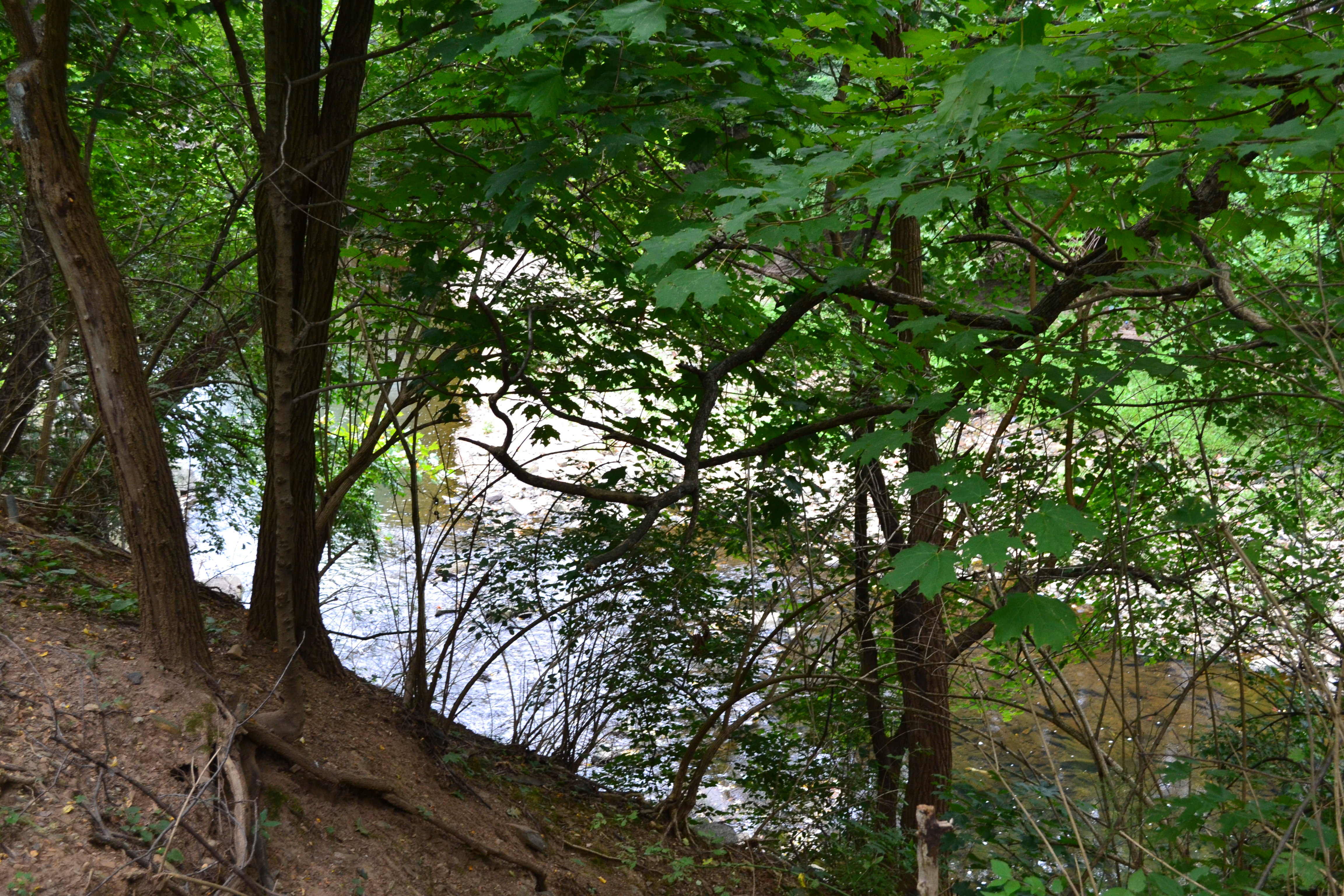 The off-road trails offer glimpses of Cobbs Creek 