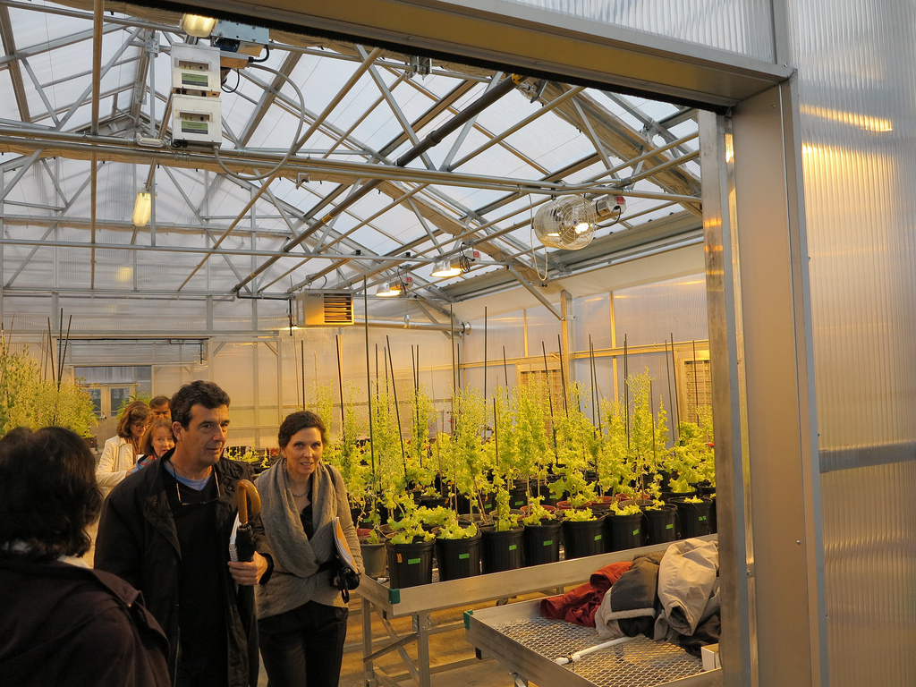The plants growing in the Penn Dental Research Greenhouse have the potential to treat or cure diseases like cancer, hemophilia, diabetes and polio 