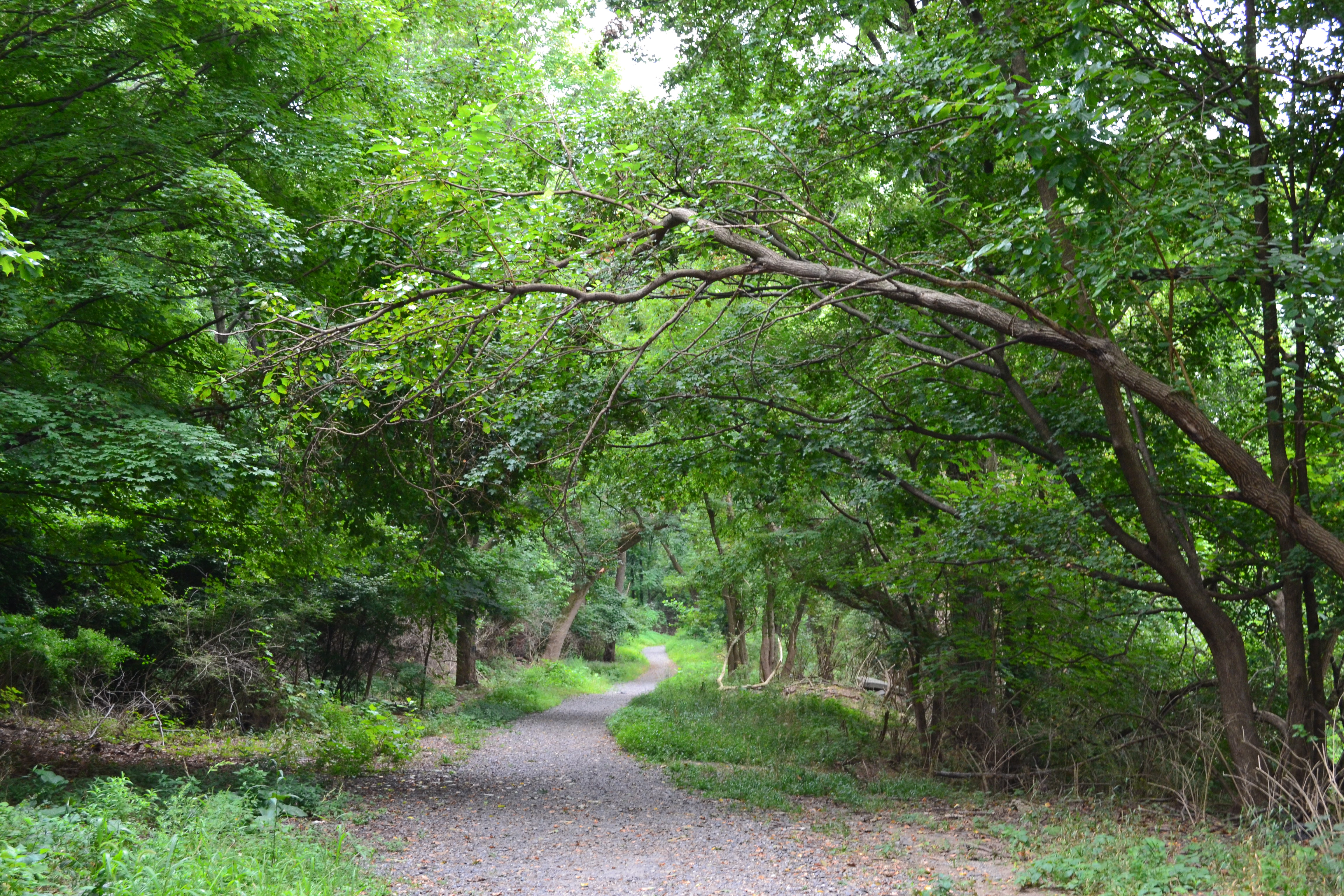 There are about two miles of unpaved trails in Cobbs Creek