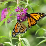 Two monarch butterflies rest on a butterfly bush at Jeanes Hospital.