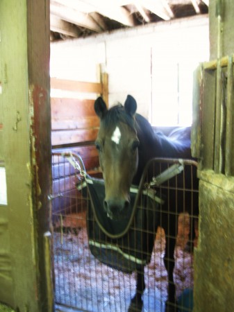 Mare Carrie relaxing in her stall at Solly Stables