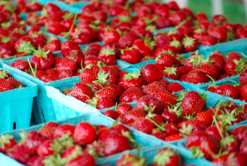 Summer brought strawberries to the Oxford Circle Farmers Market. It and the Frankford Farmers Market opened this year with help from the Food Trust. Photo by Ben Bergman.