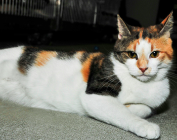 Whitney is a young female calico who needs a home. Photo by Stephen Schultz